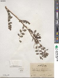 Hosackia crassifolia image