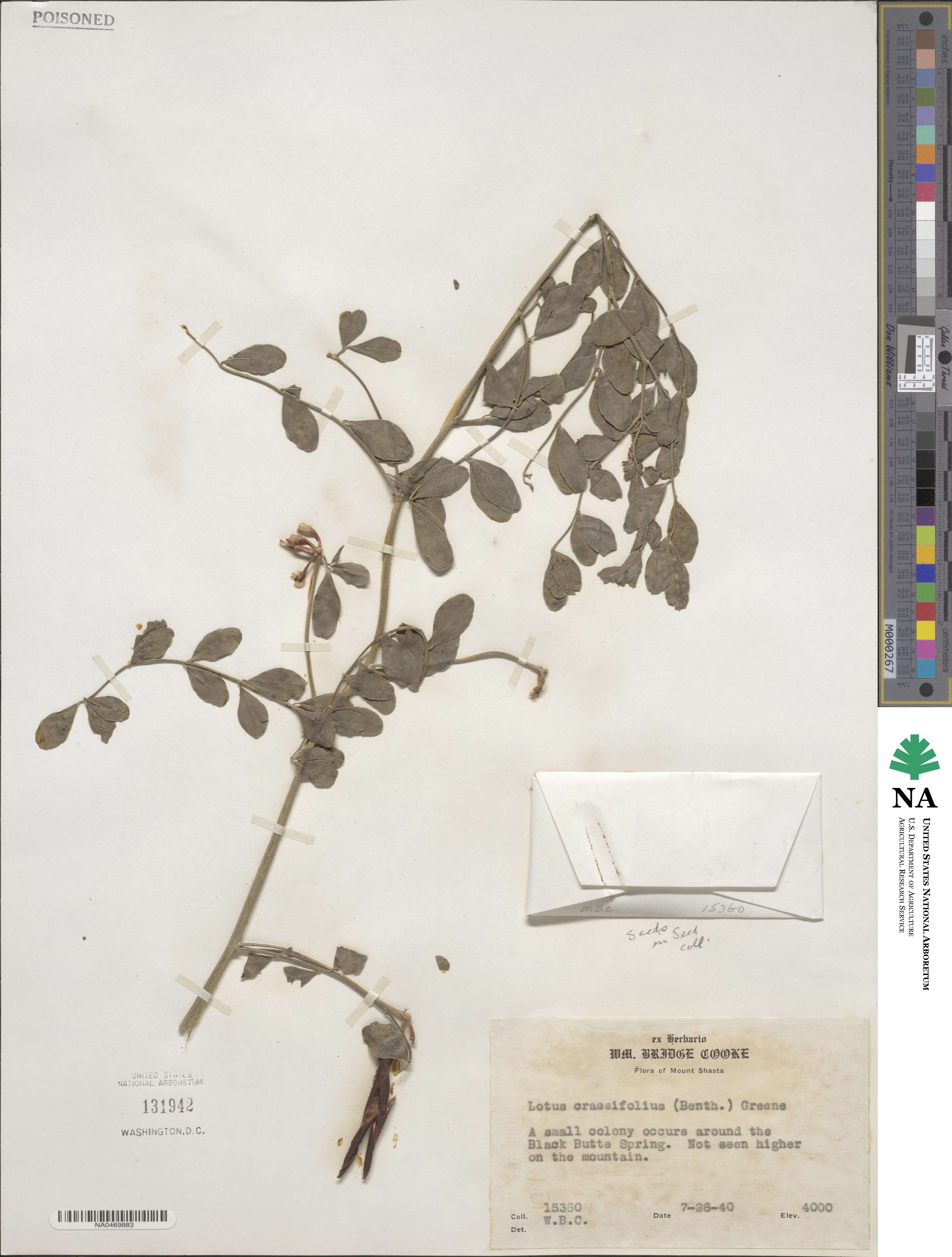 Hosackia crassifolia image