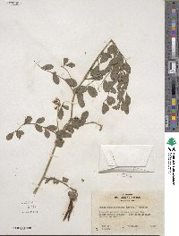 Hosackia crassifolia image