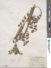 Hosackia crassifolia image