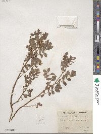 Hosackia crassifolia image