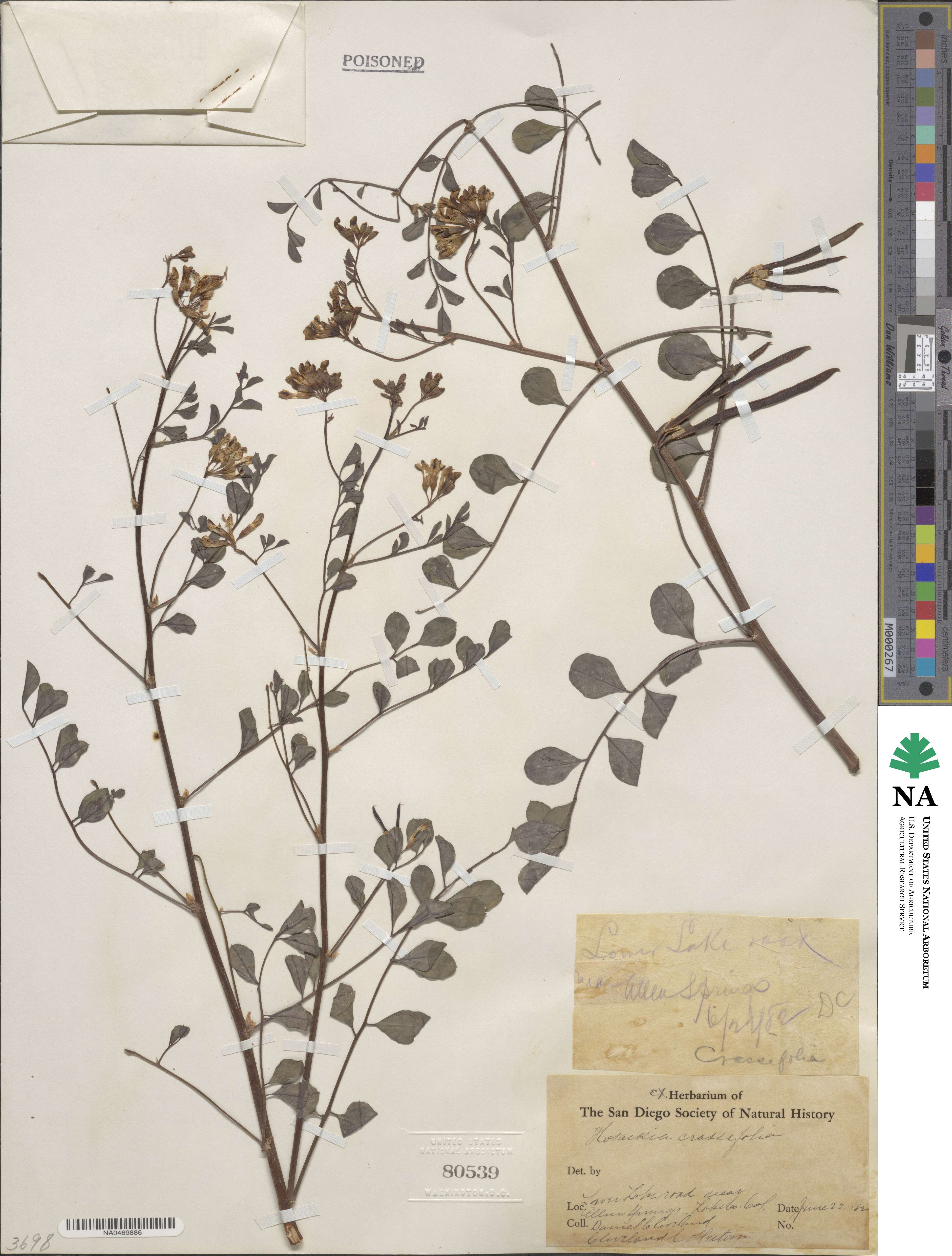 Hosackia crassifolia image
