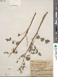 Hosackia crassifolia image