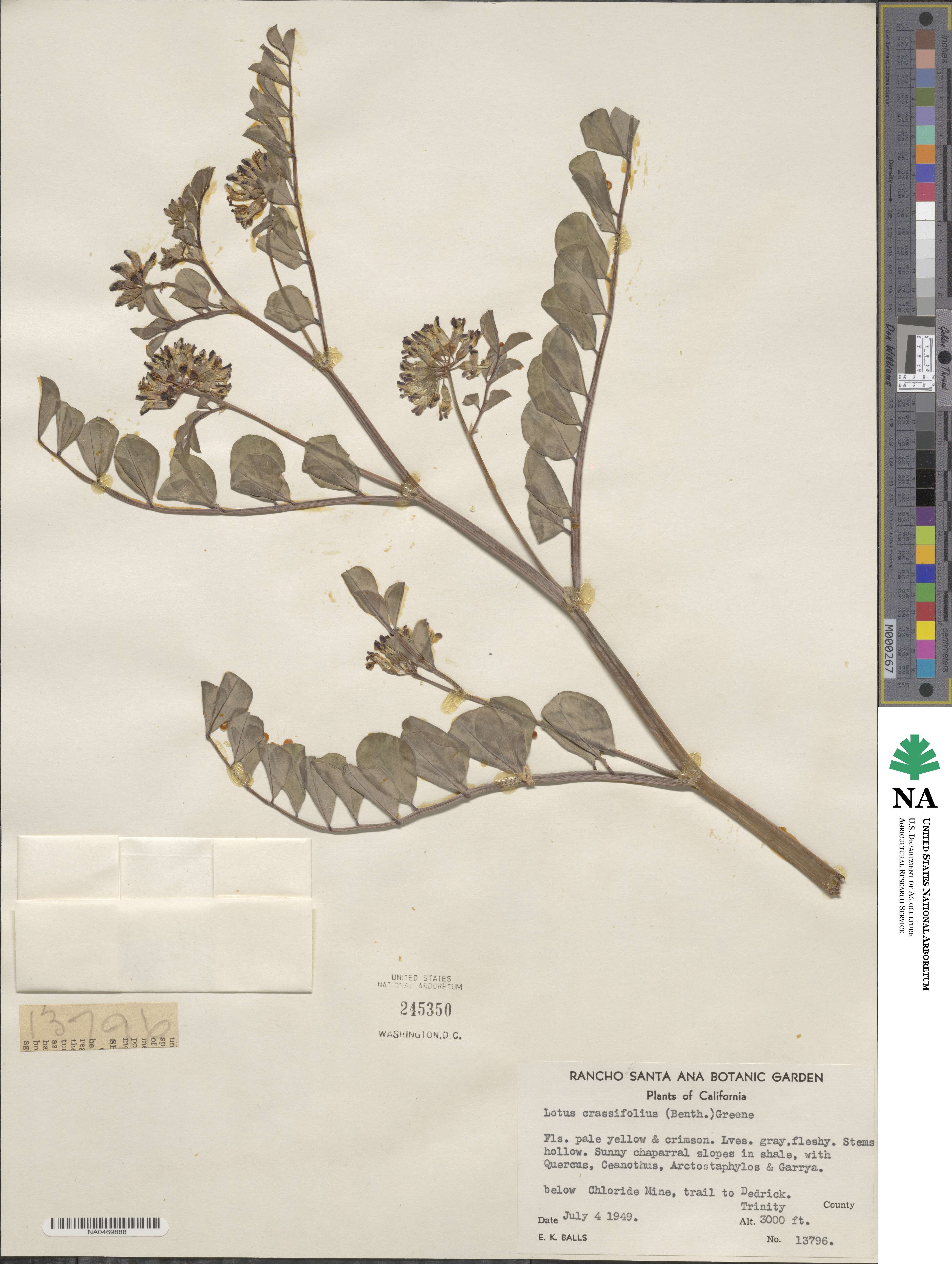 Hosackia crassifolia image