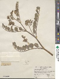 Hosackia crassifolia image