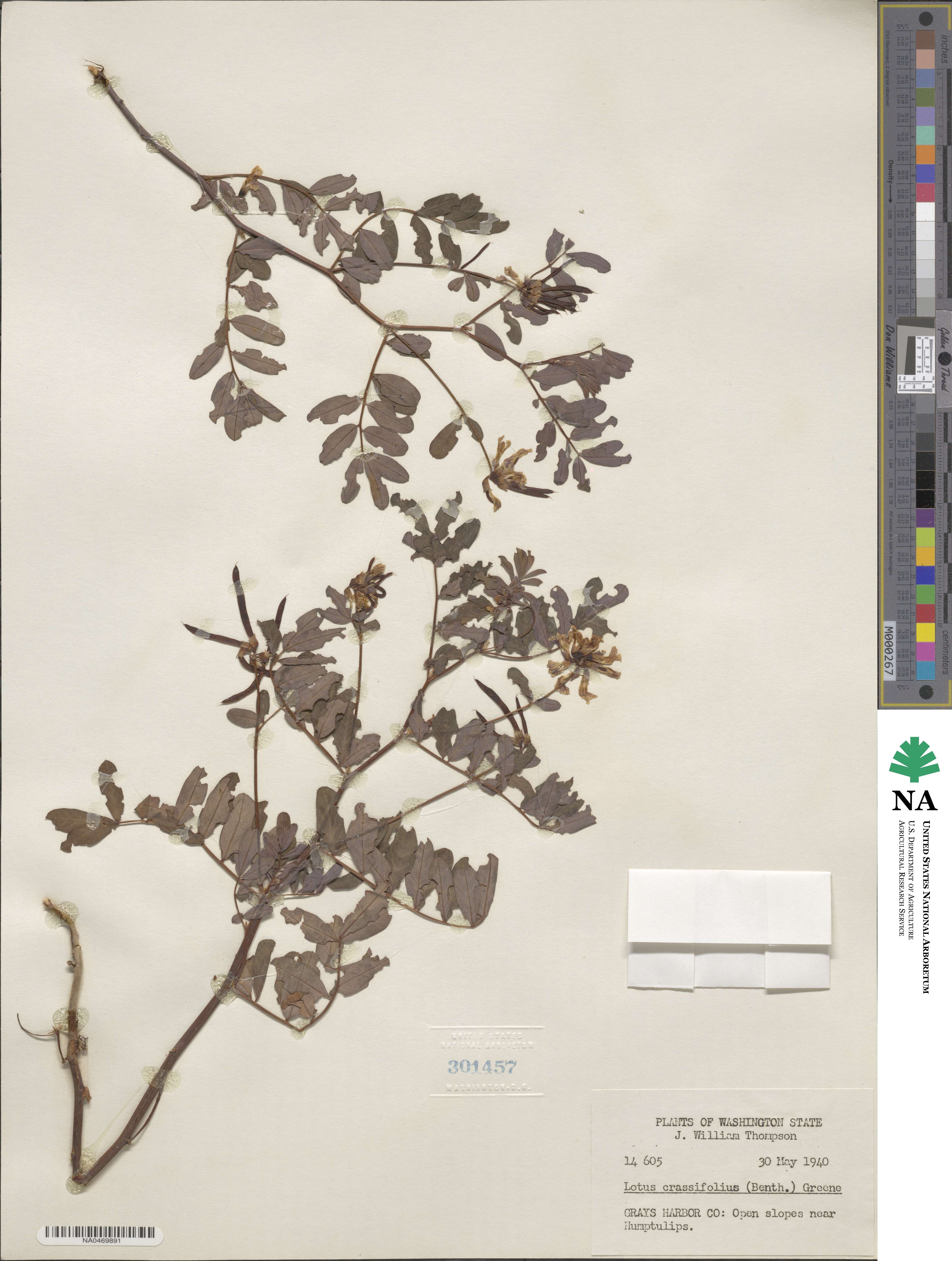 Hosackia crassifolia image