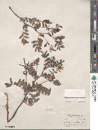 Hosackia crassifolia image