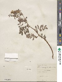 Hosackia crassifolia image