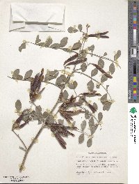 Hosackia crassifolia image