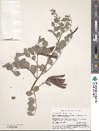 Hosackia crassifolia image