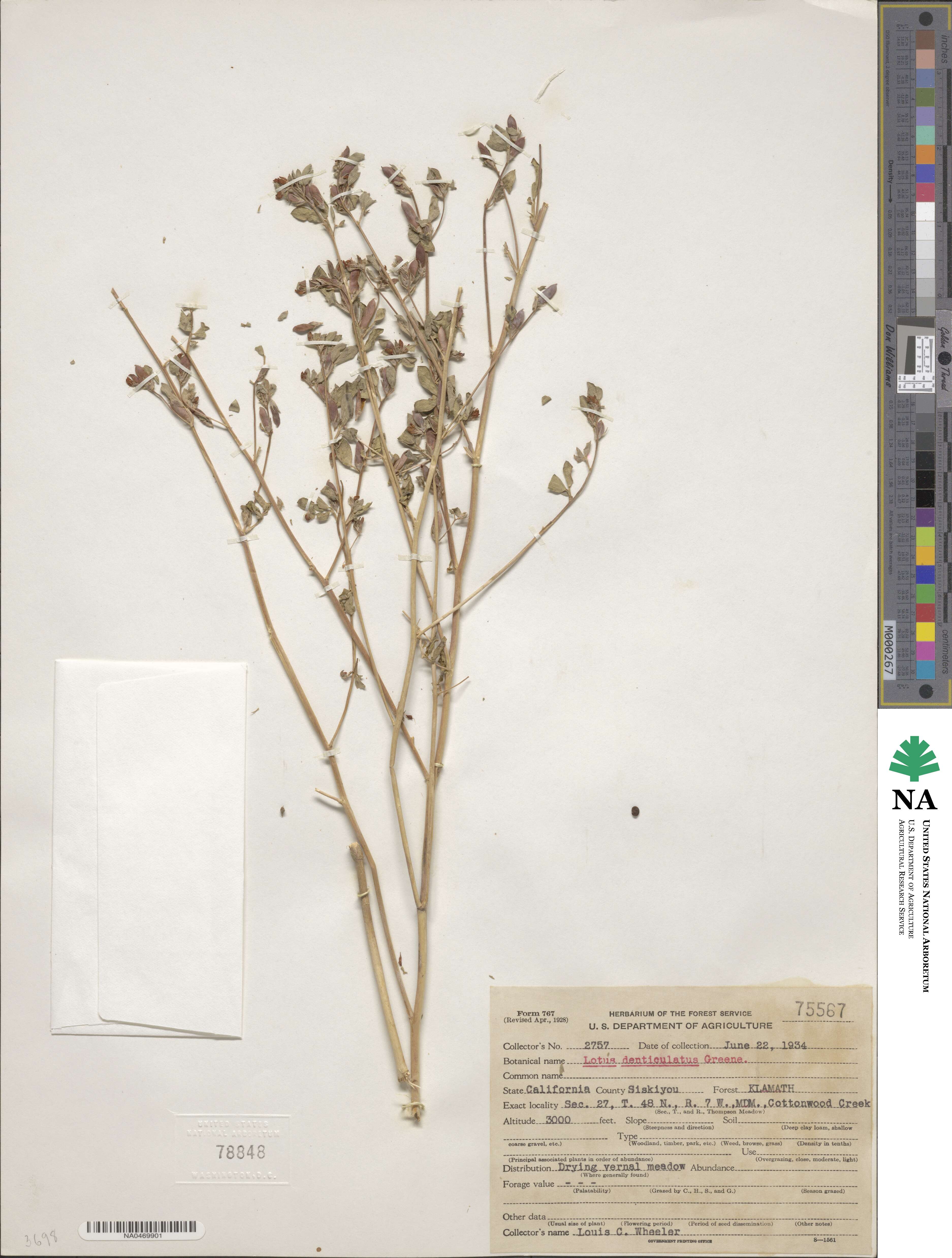 Acmispon denticulatus image