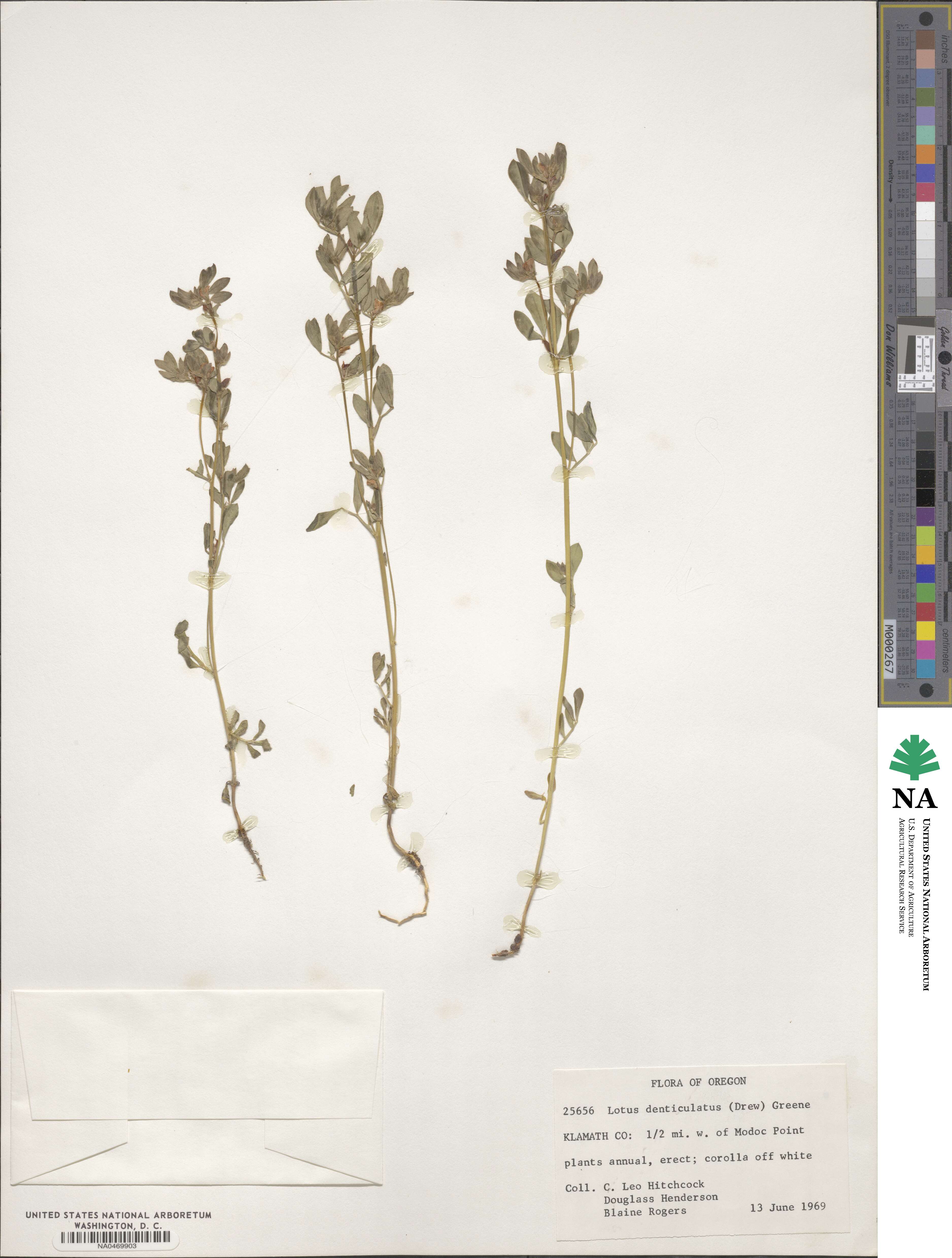 Acmispon denticulatus image
