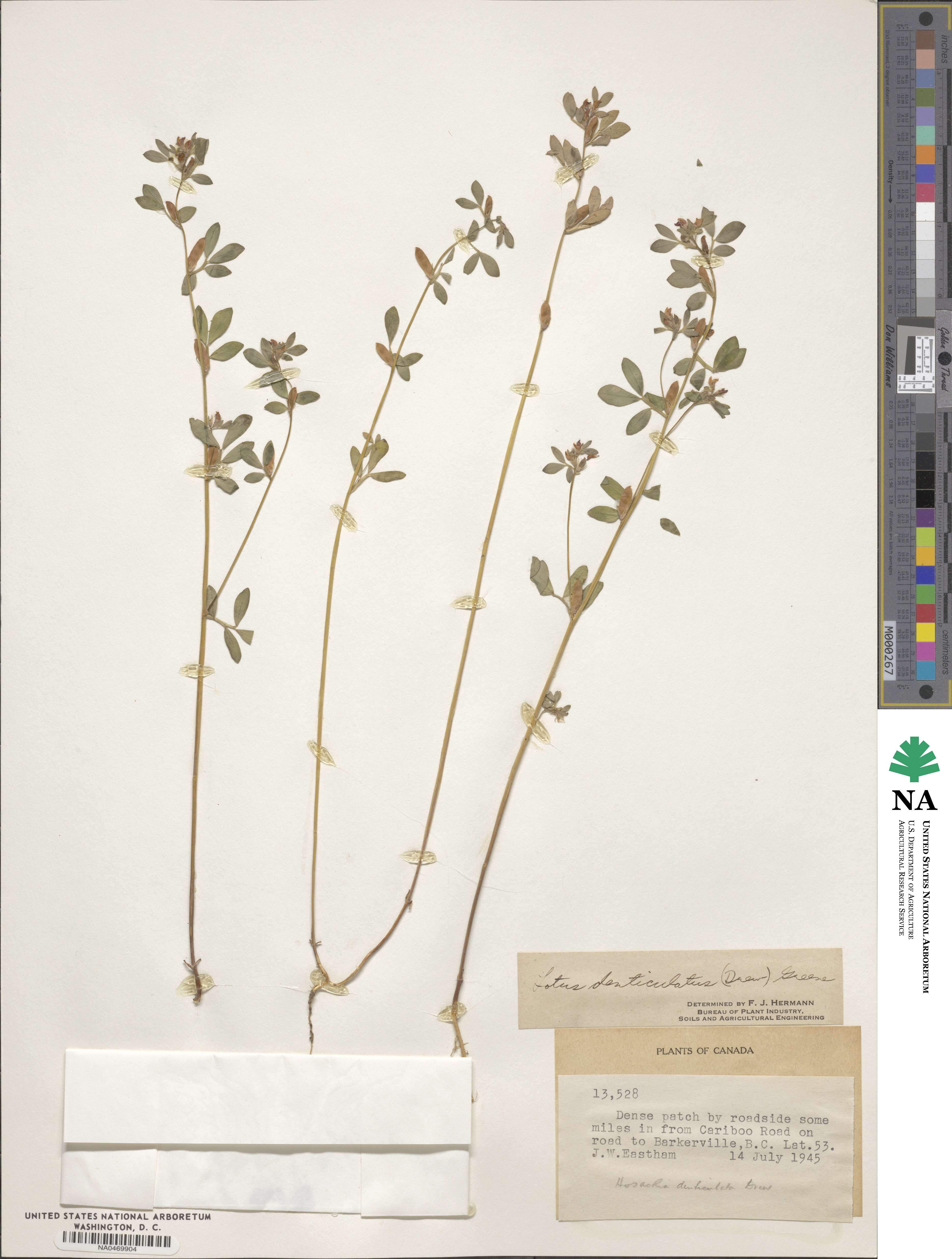 Acmispon denticulatus image