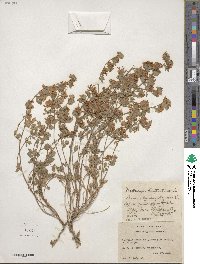 Acmispon decumbens image