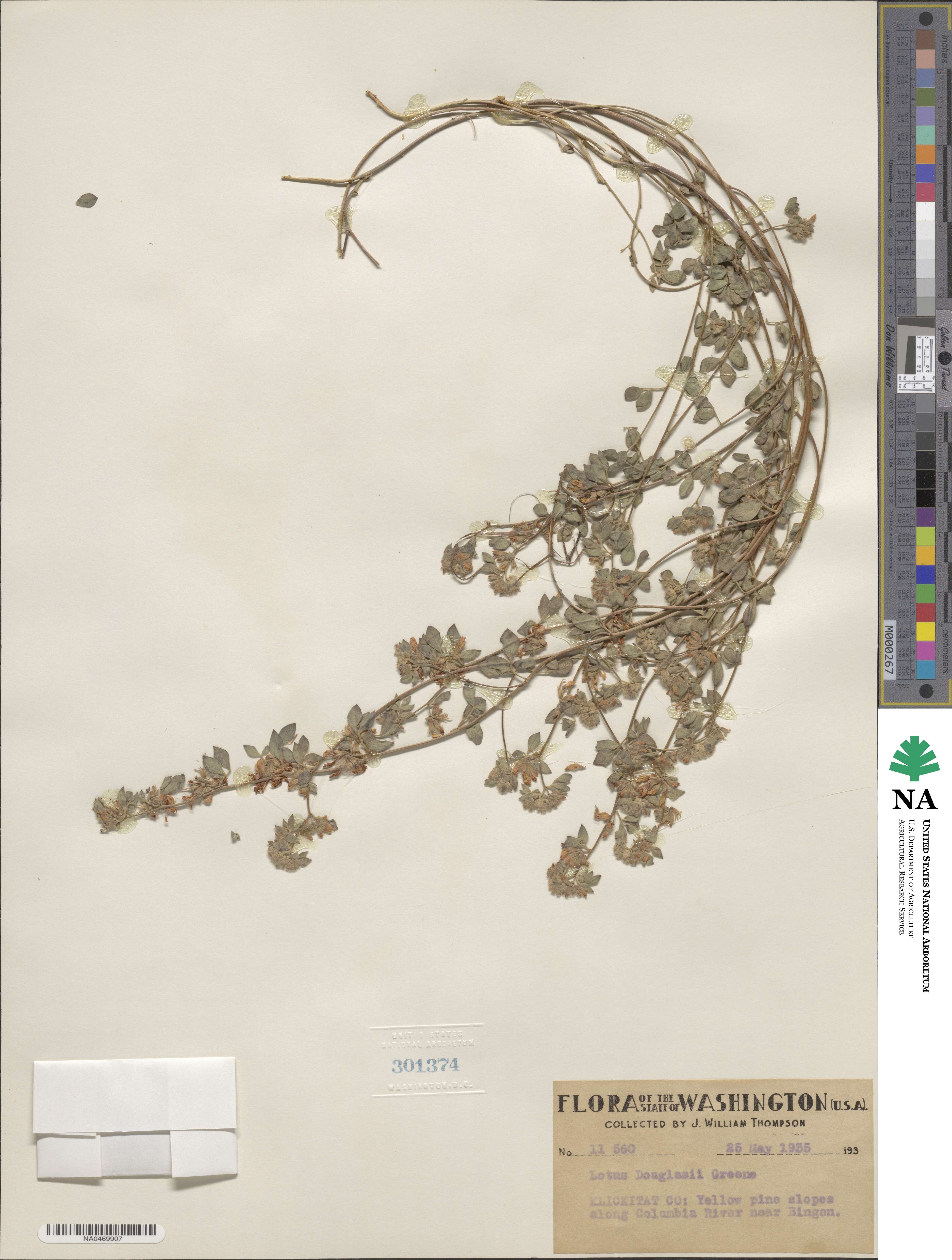 Acmispon decumbens image