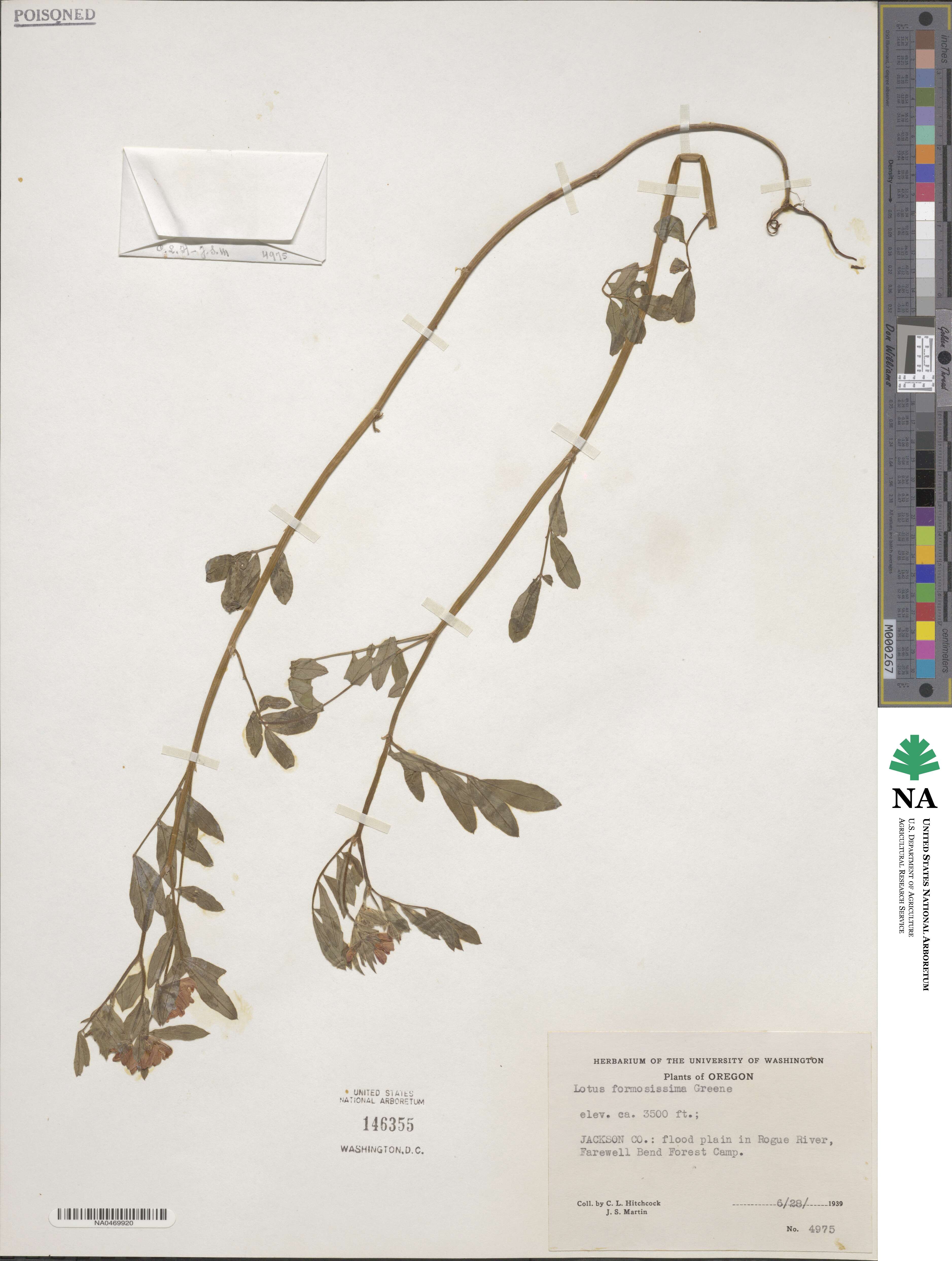 Hosackia gracilis image