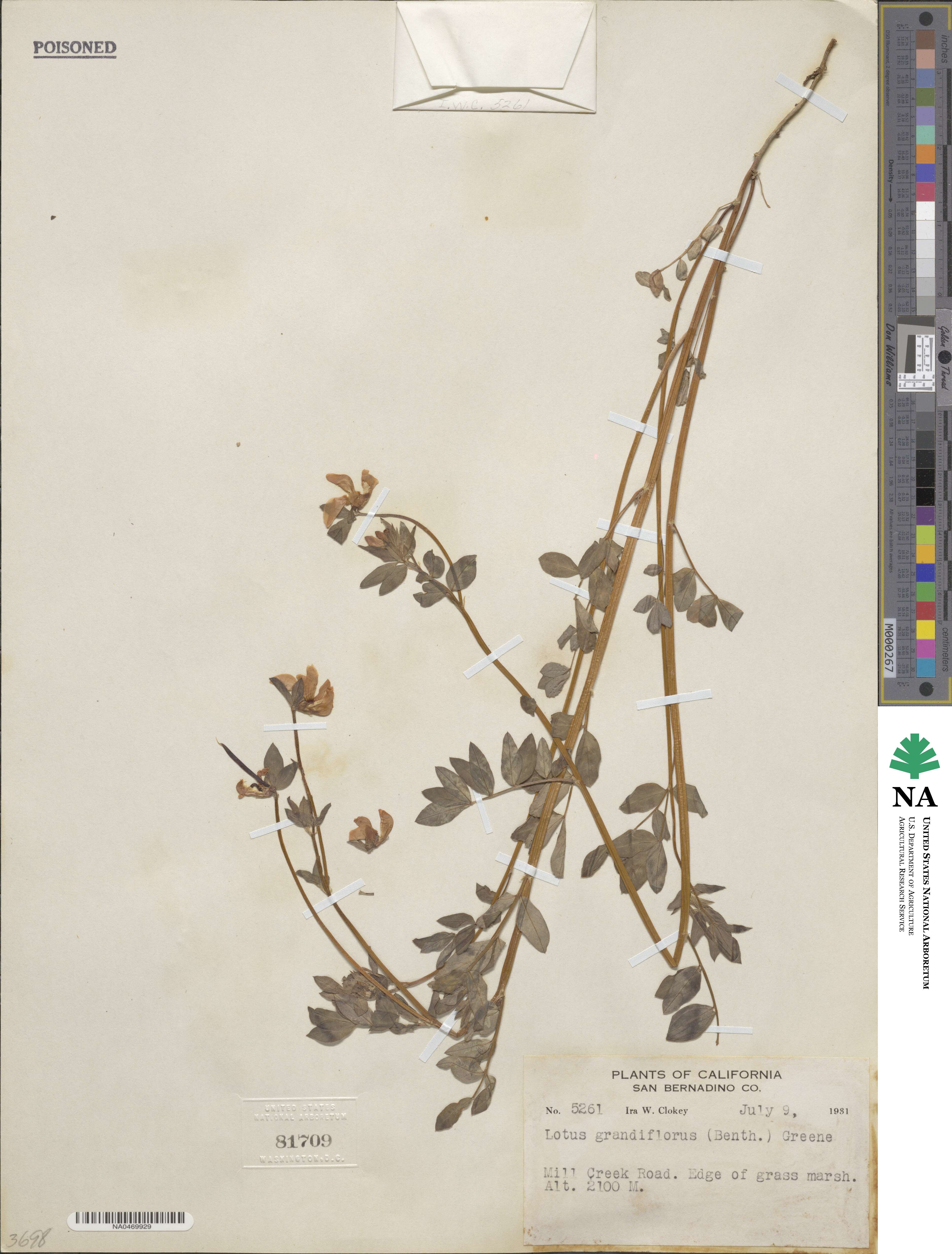 Lotus grandiflorus image