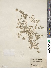 Acmispon brachycarpus image