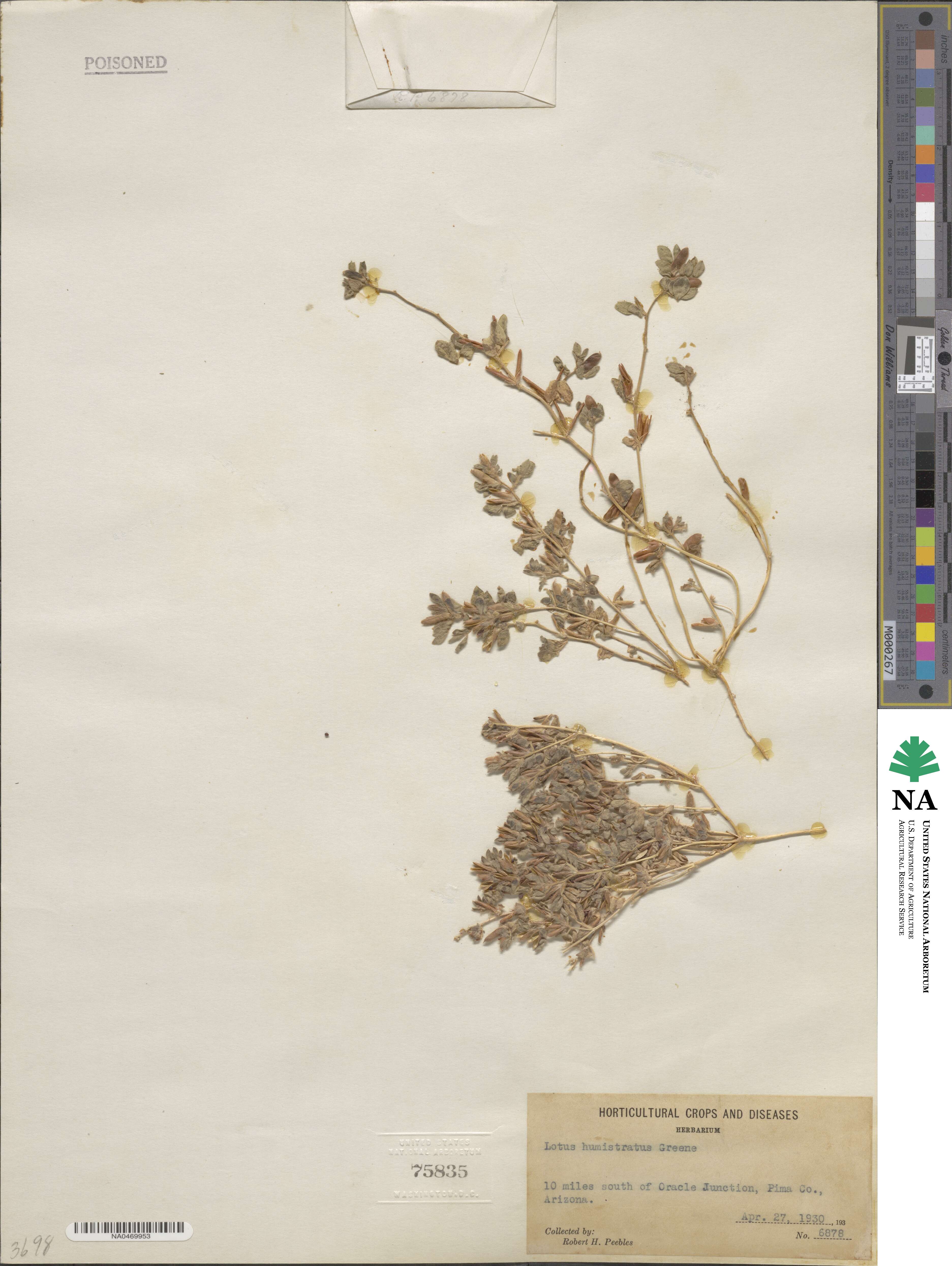 Acmispon brachycarpus image