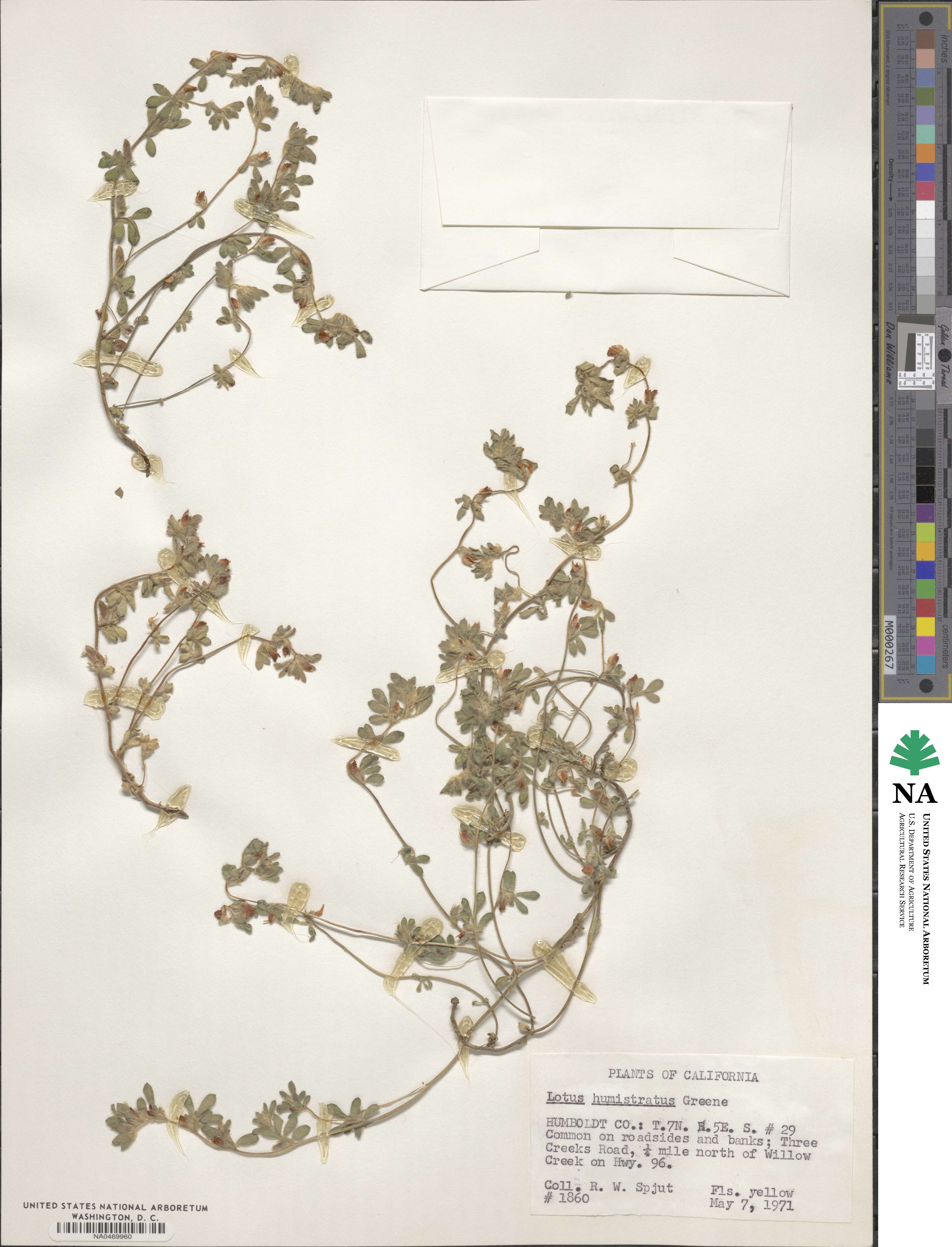 Acmispon brachycarpus image