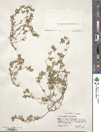 Acmispon brachycarpus image