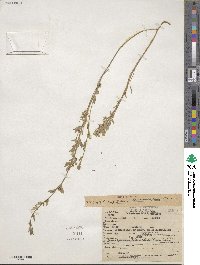 Acmispon procumbens image