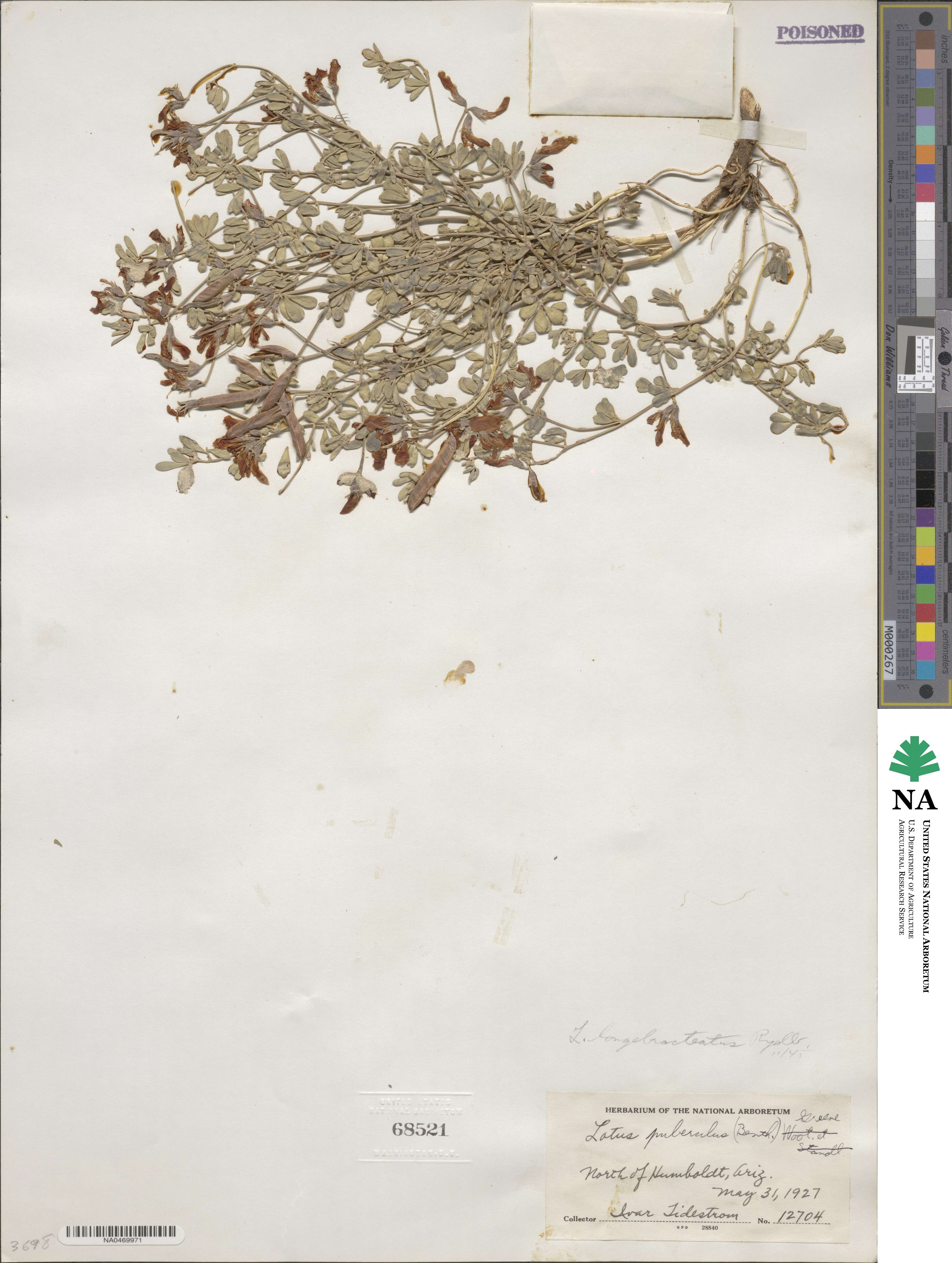 Acmispon plebeius image