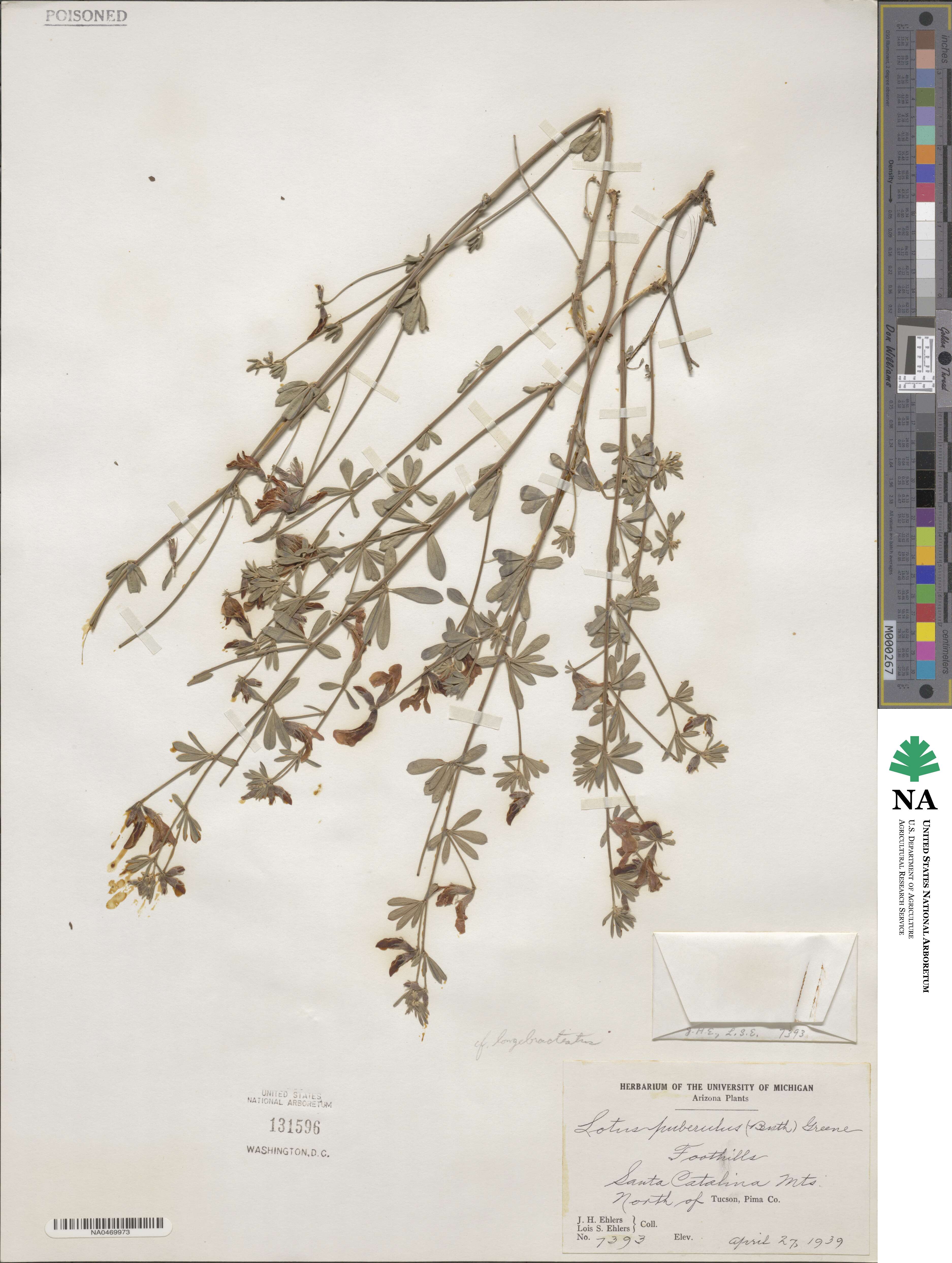 Acmispon plebeius image