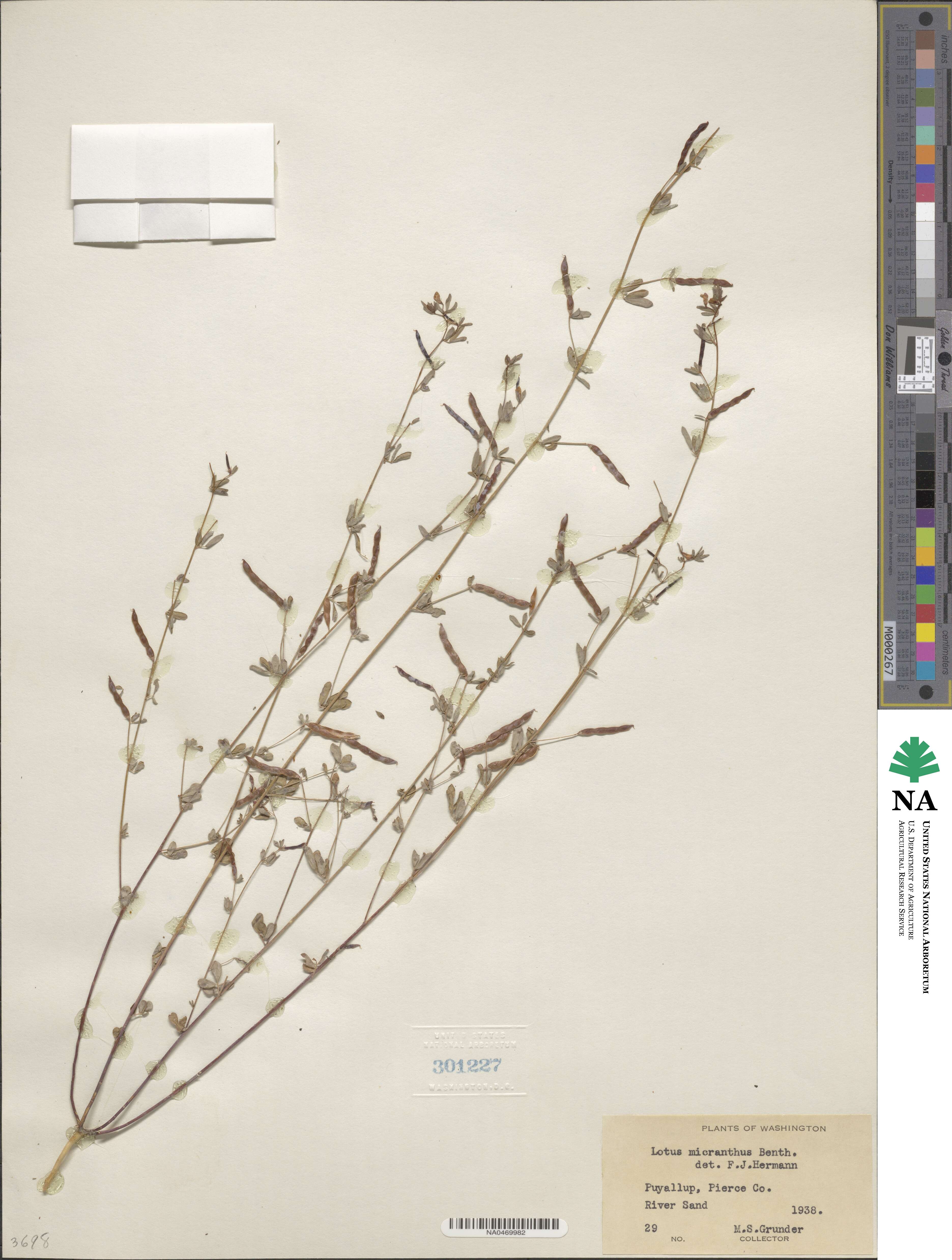 Acmispon parviflorus image