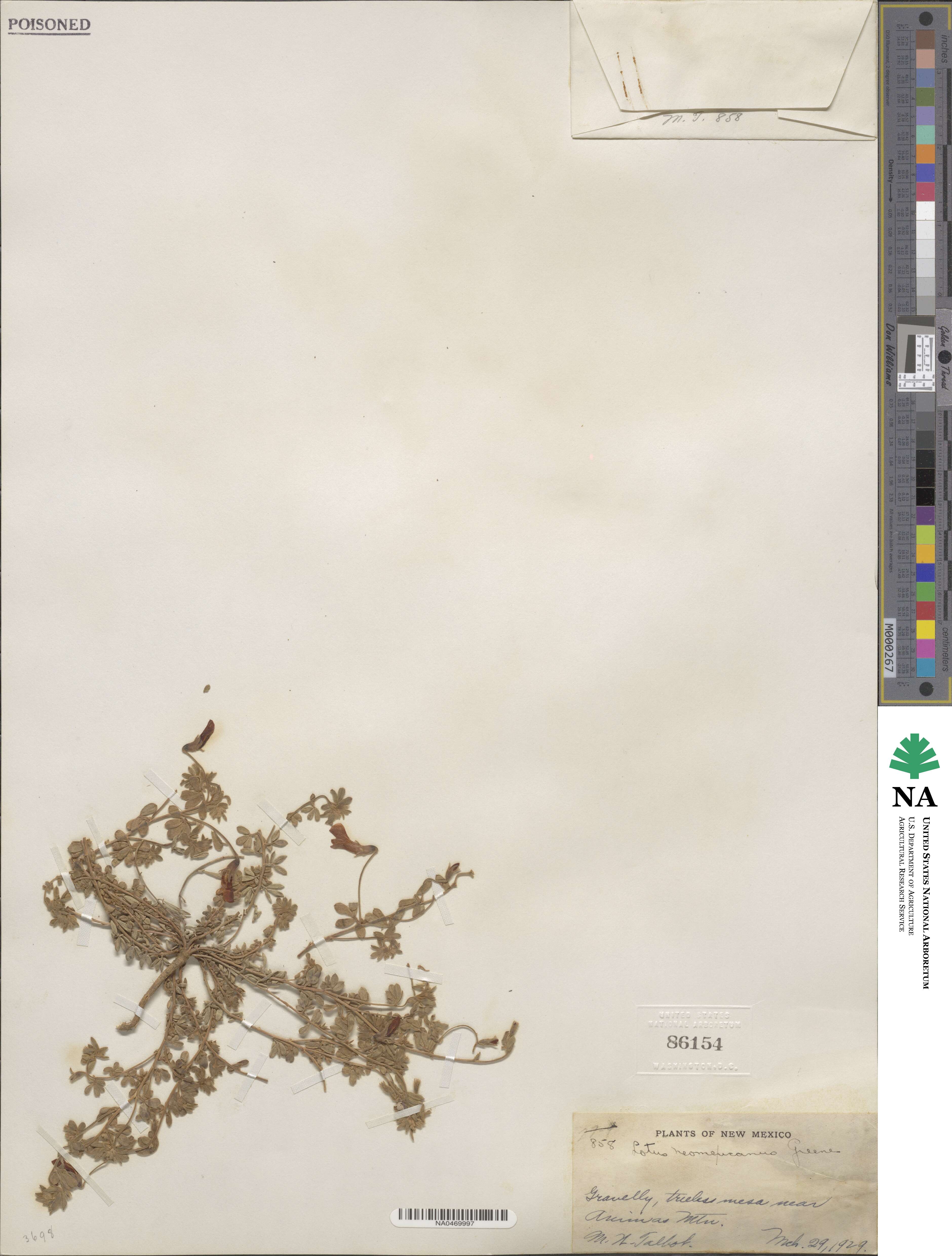 Acmispon neomexicanus image