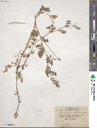 Hosackia oblongifolia image