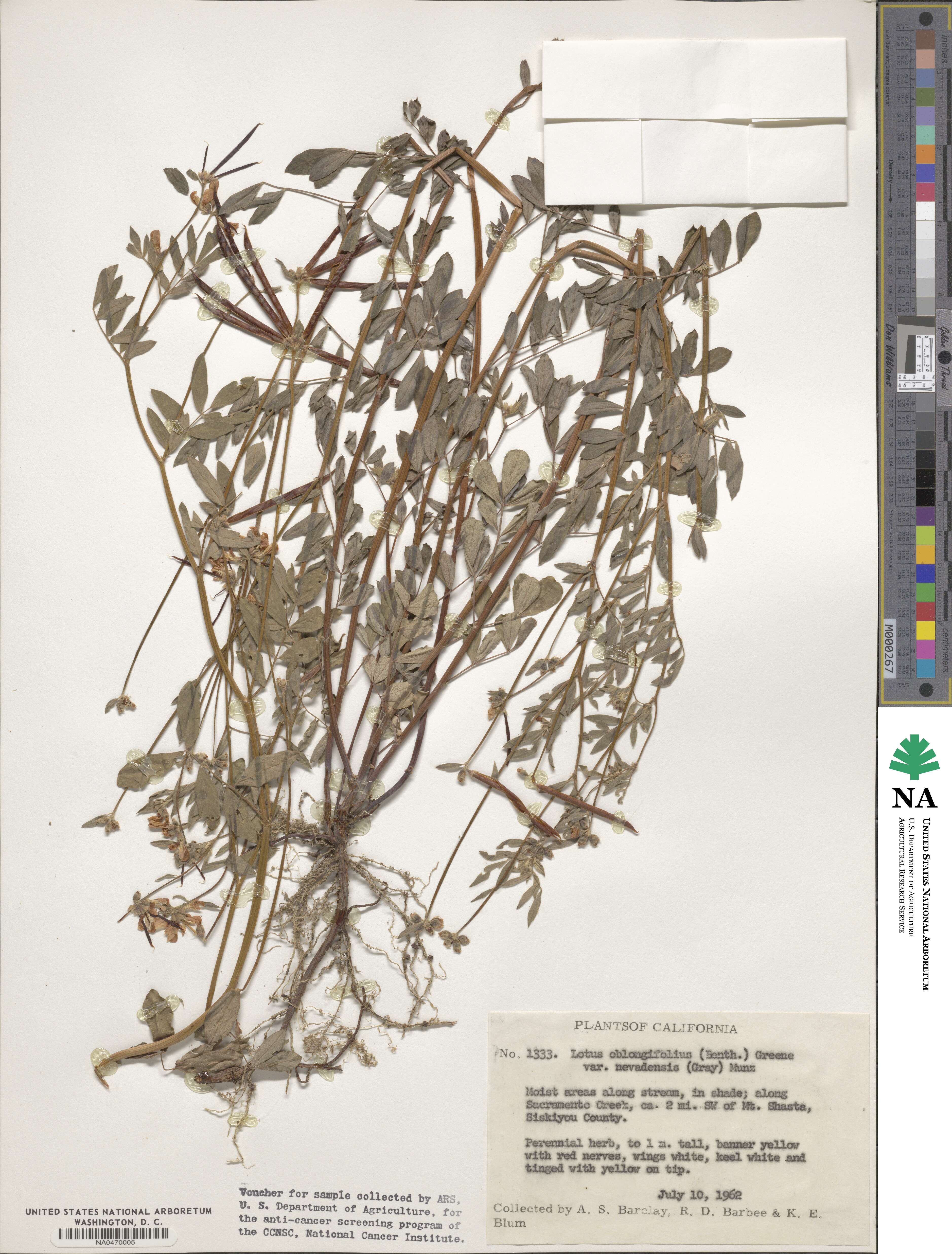 Hosackia oblongifolia image