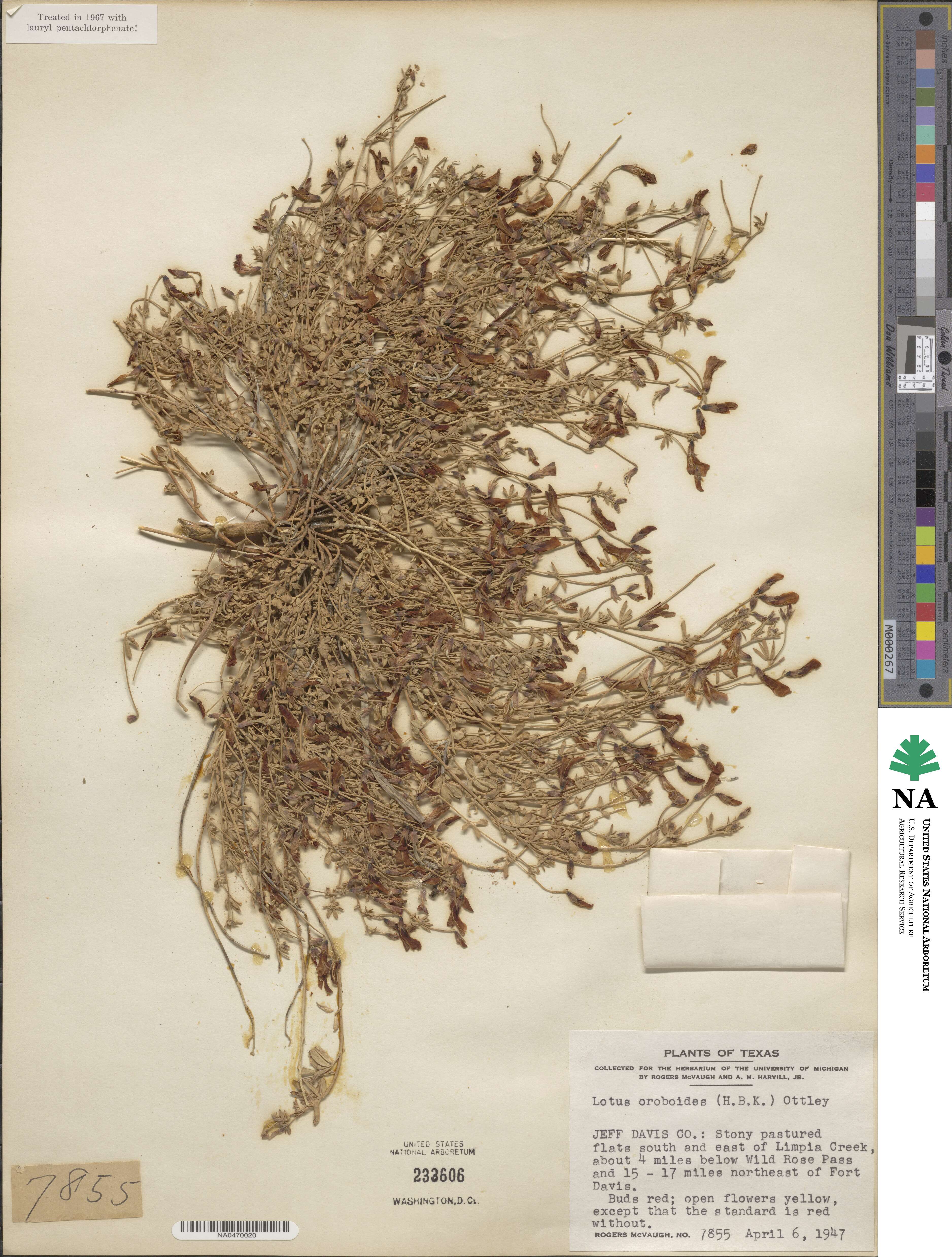 Acmispon oroboides image