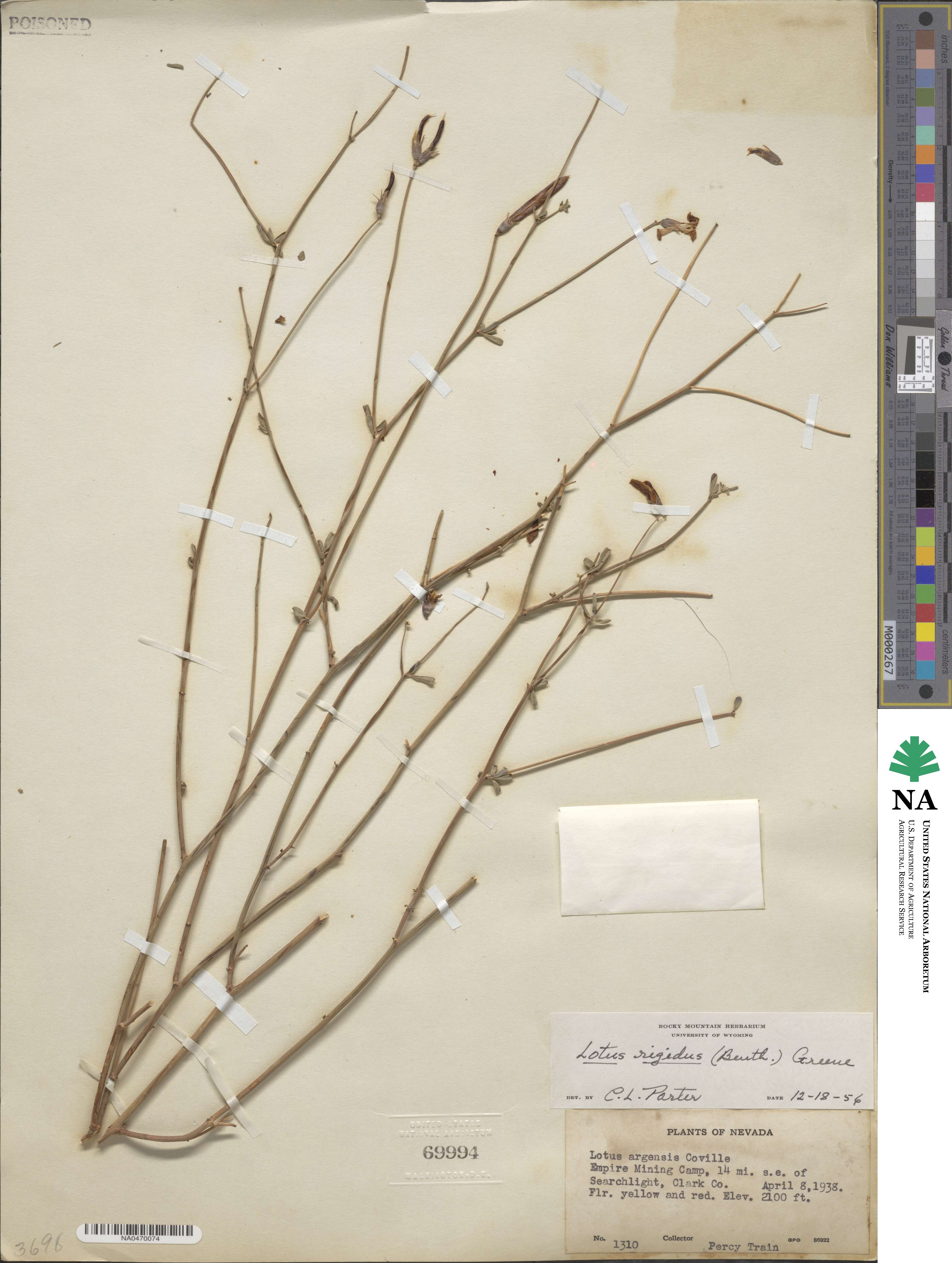 Acmispon rigidus image