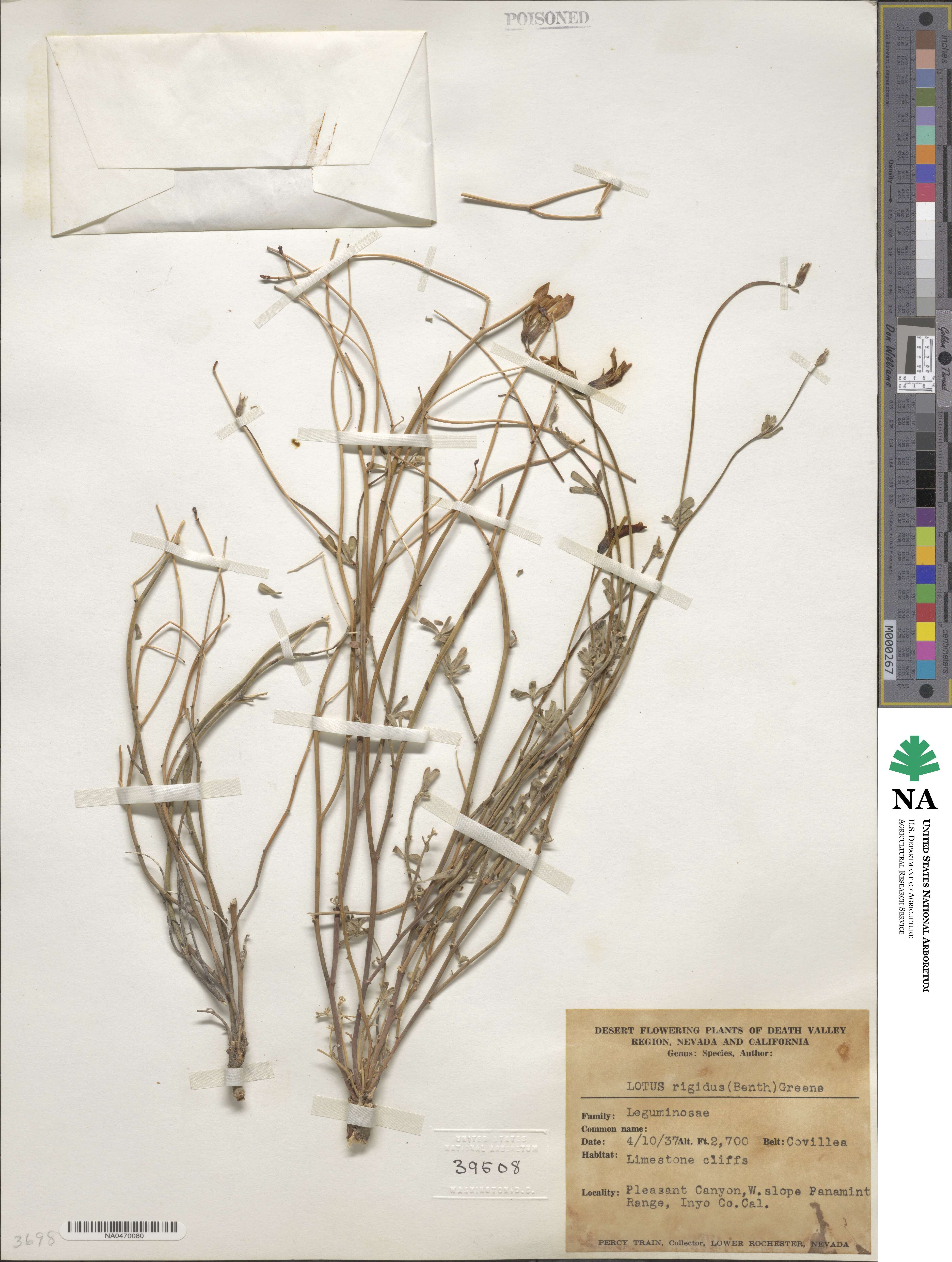 Acmispon rigidus image