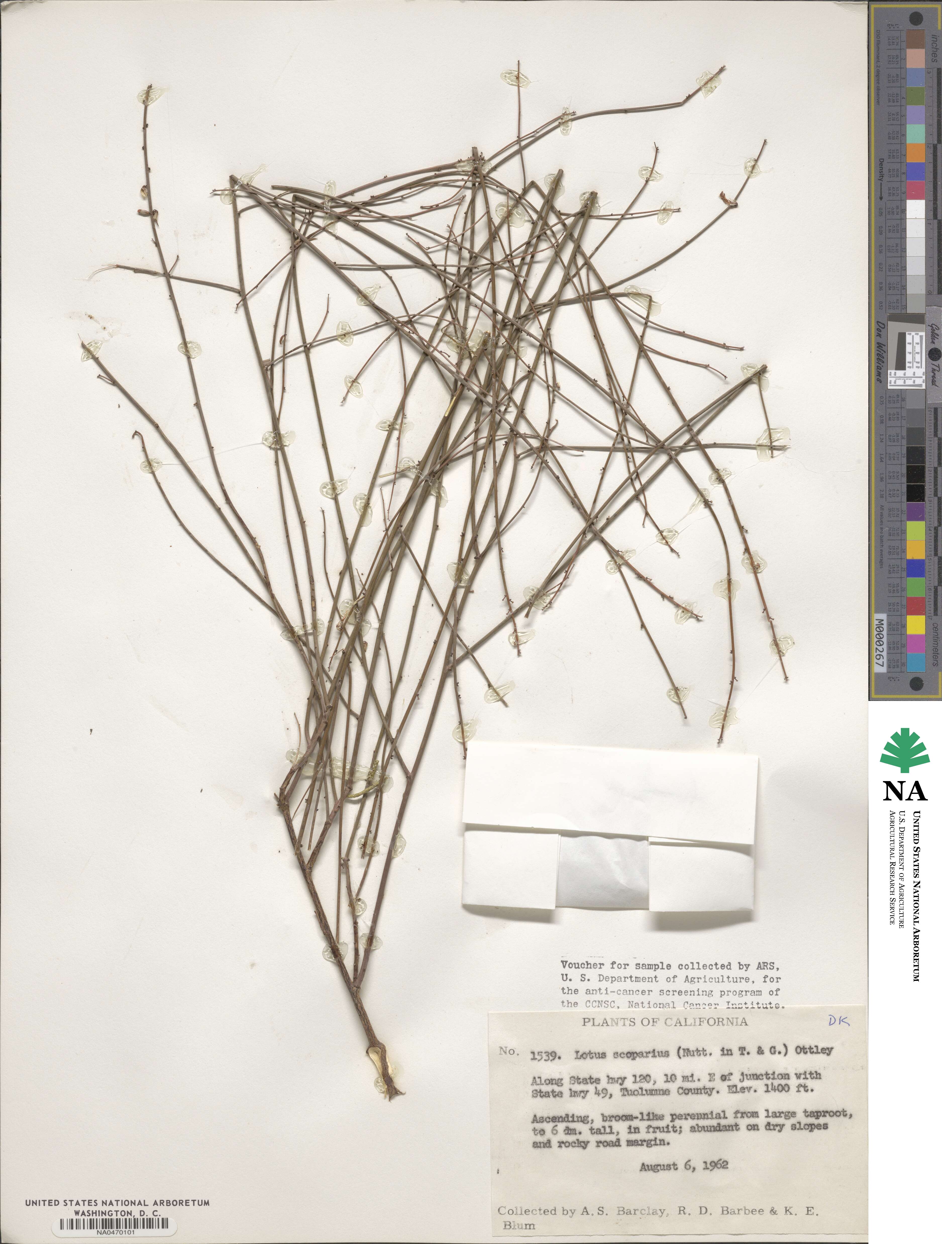 Acmispon glaber subsp. glaber image