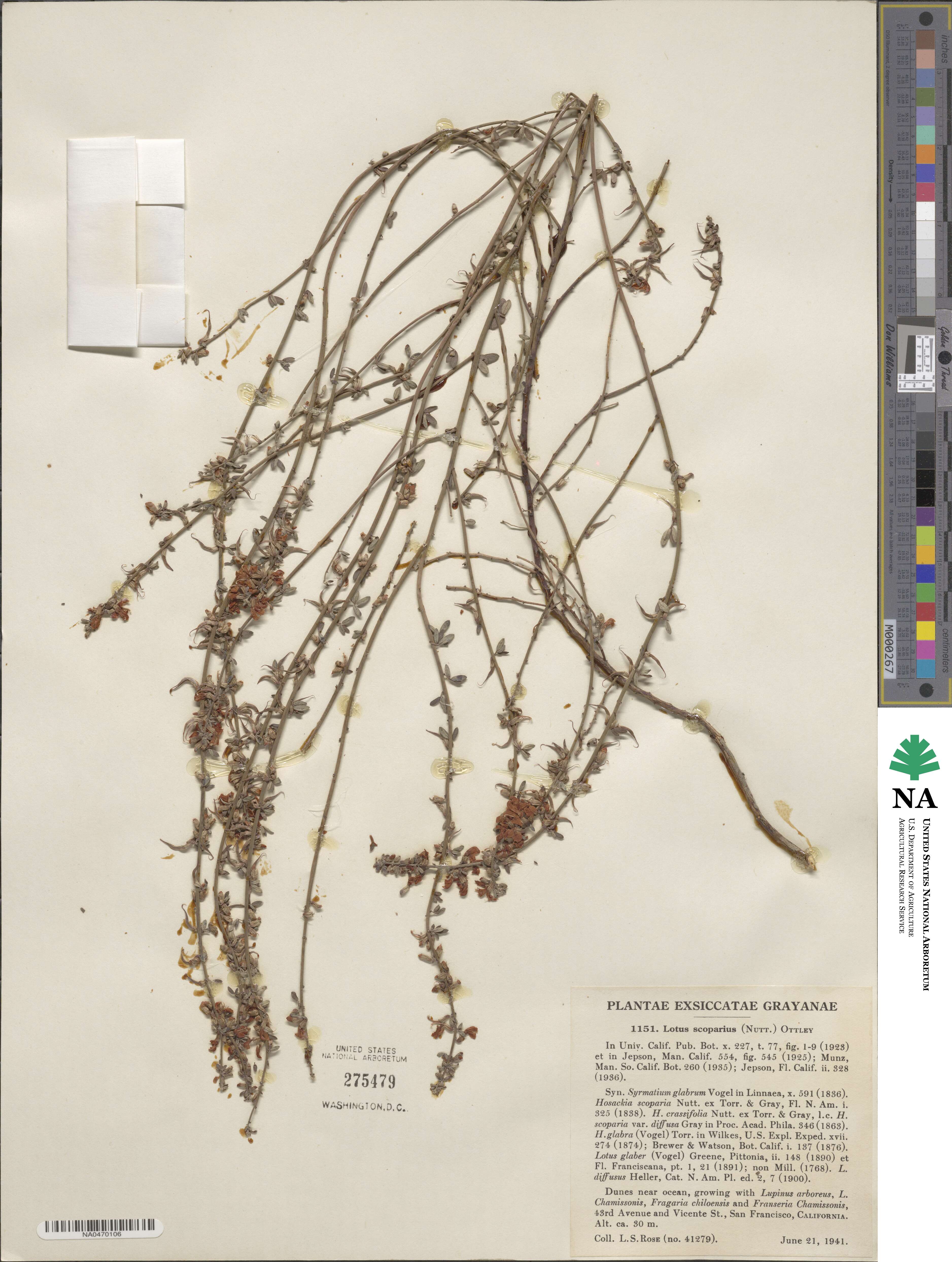 Acmispon glaber image