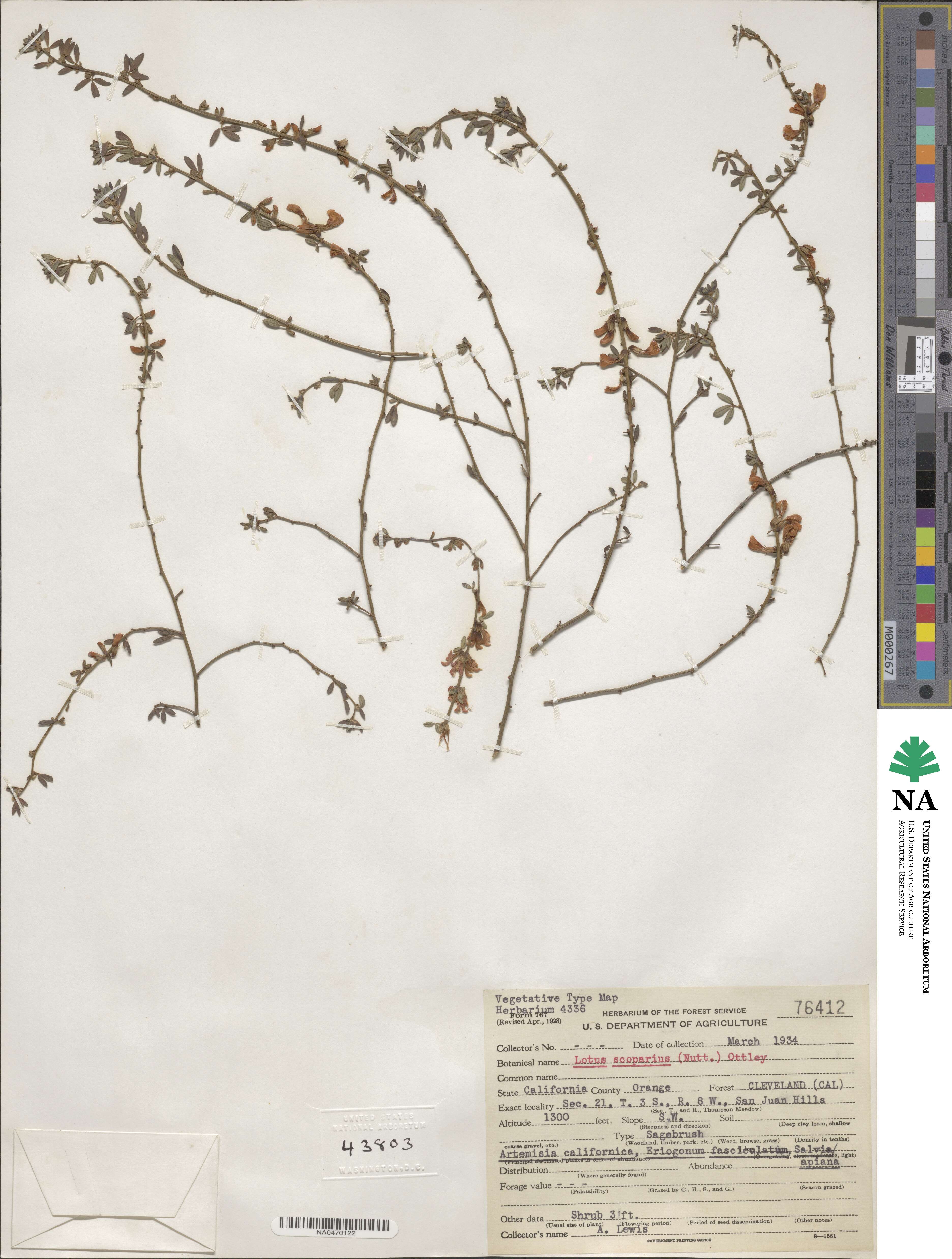 Acmispon glaber subsp. glaber image