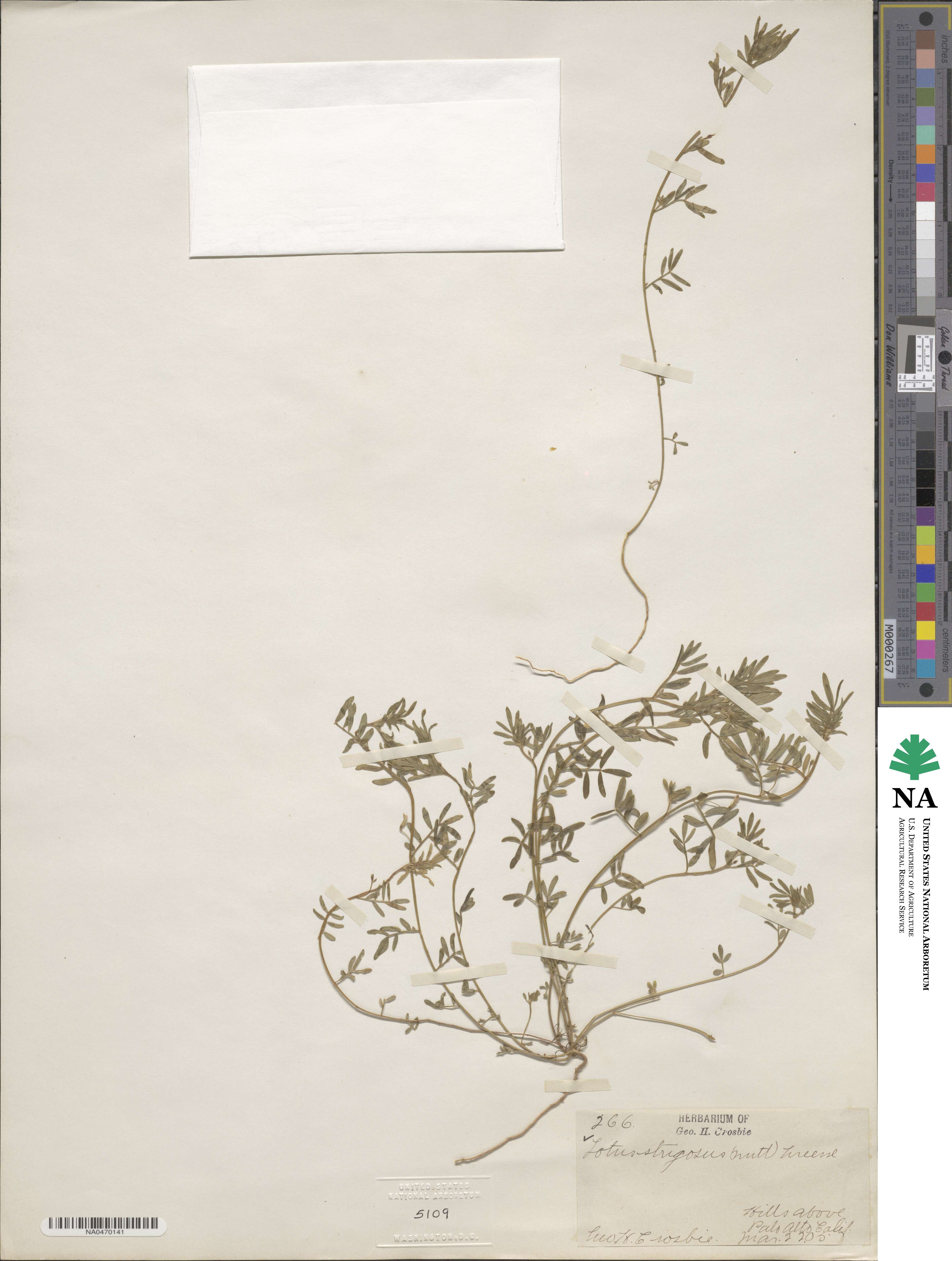 Acmispon strigosus image