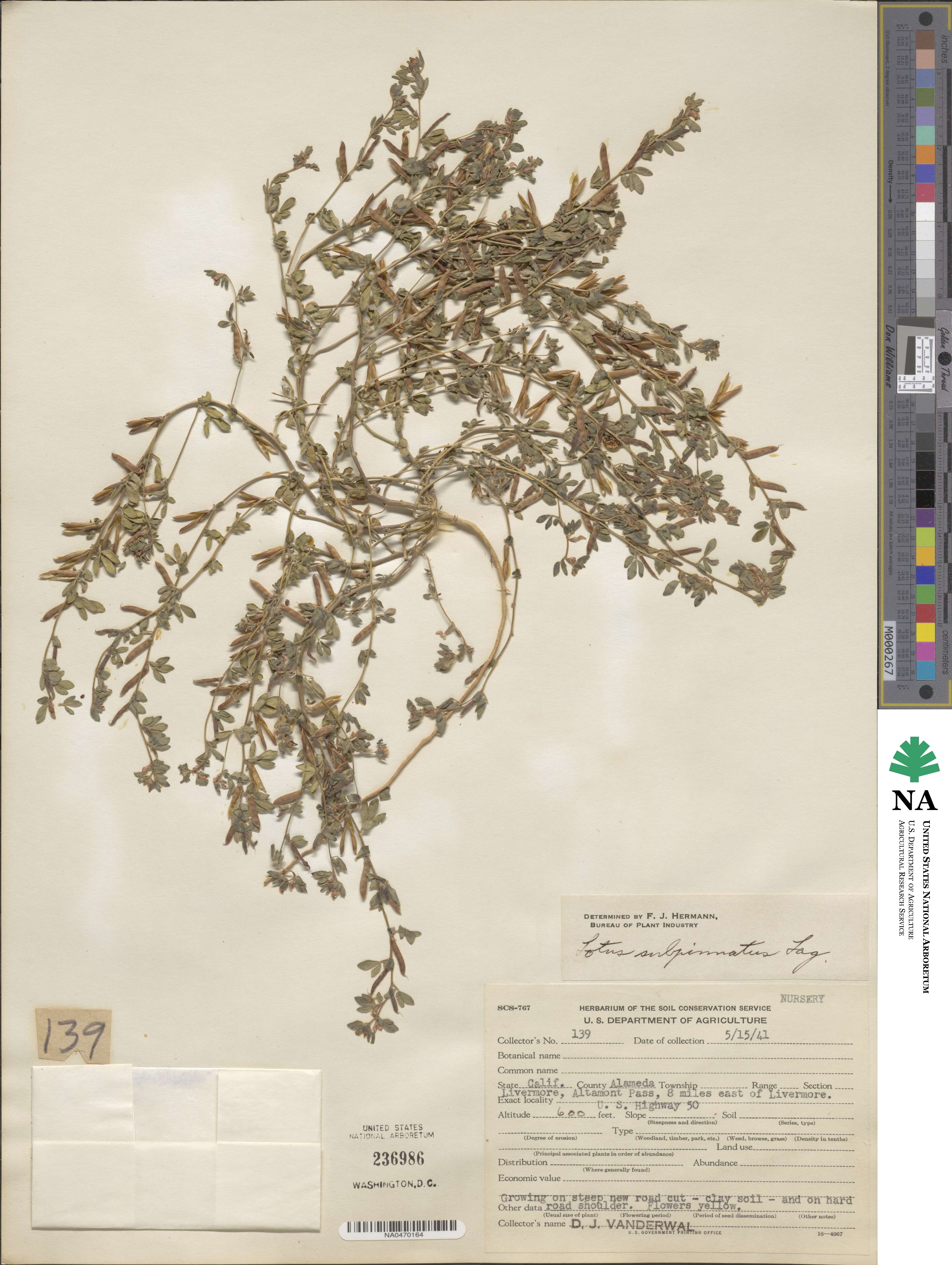 Acmispon subpinnatus image