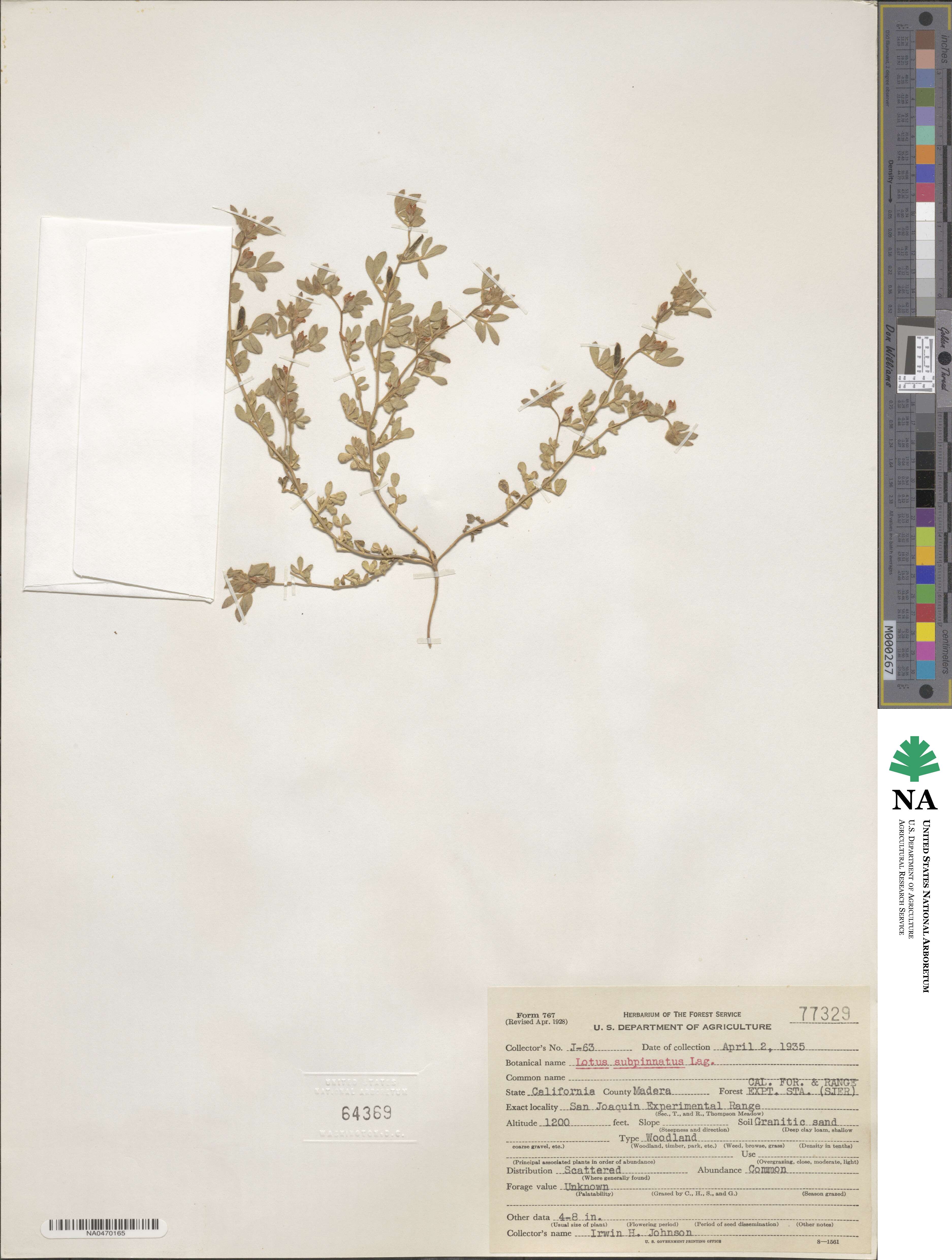Acmispon subpinnatus image