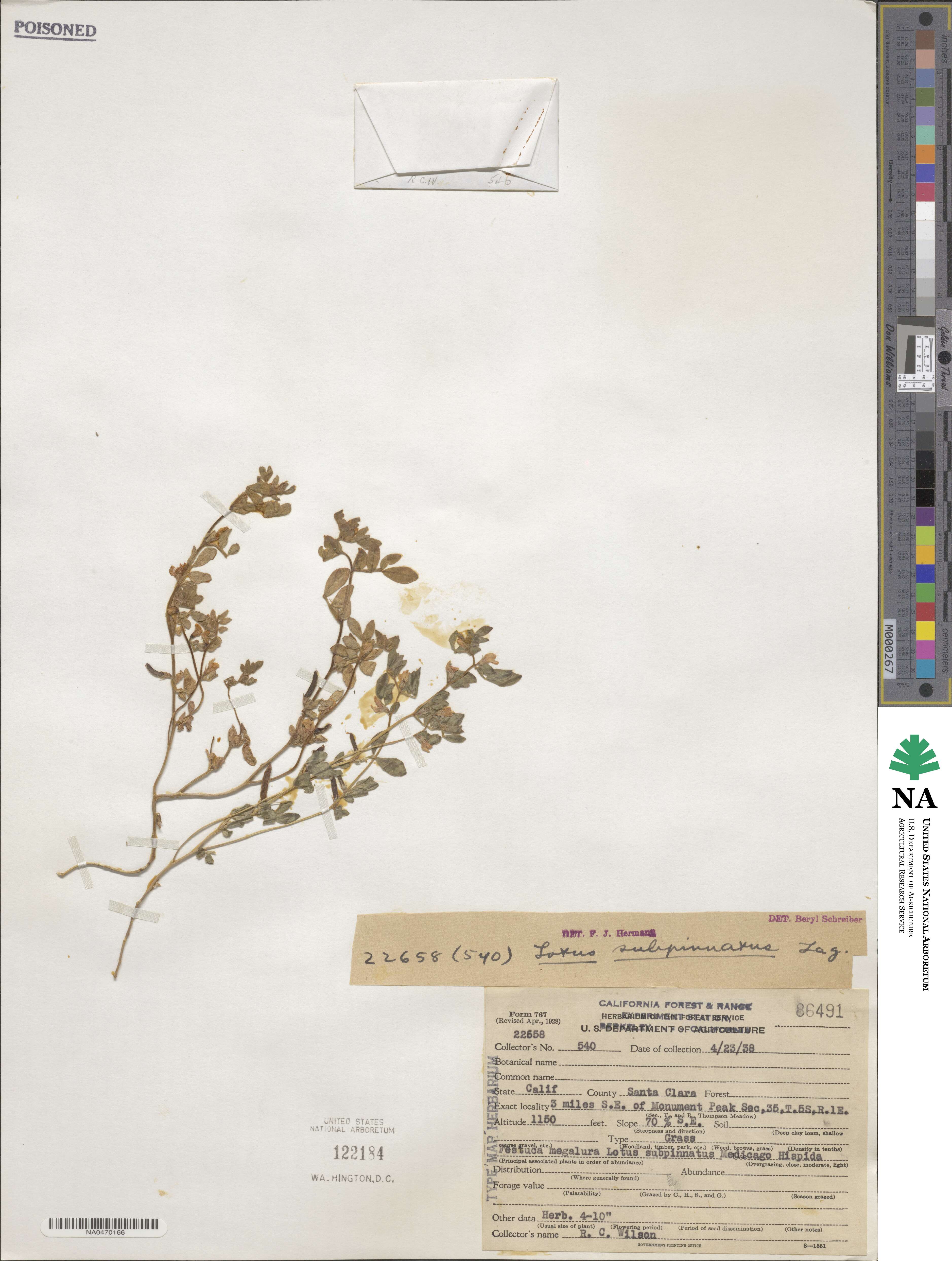 Acmispon subpinnatus image