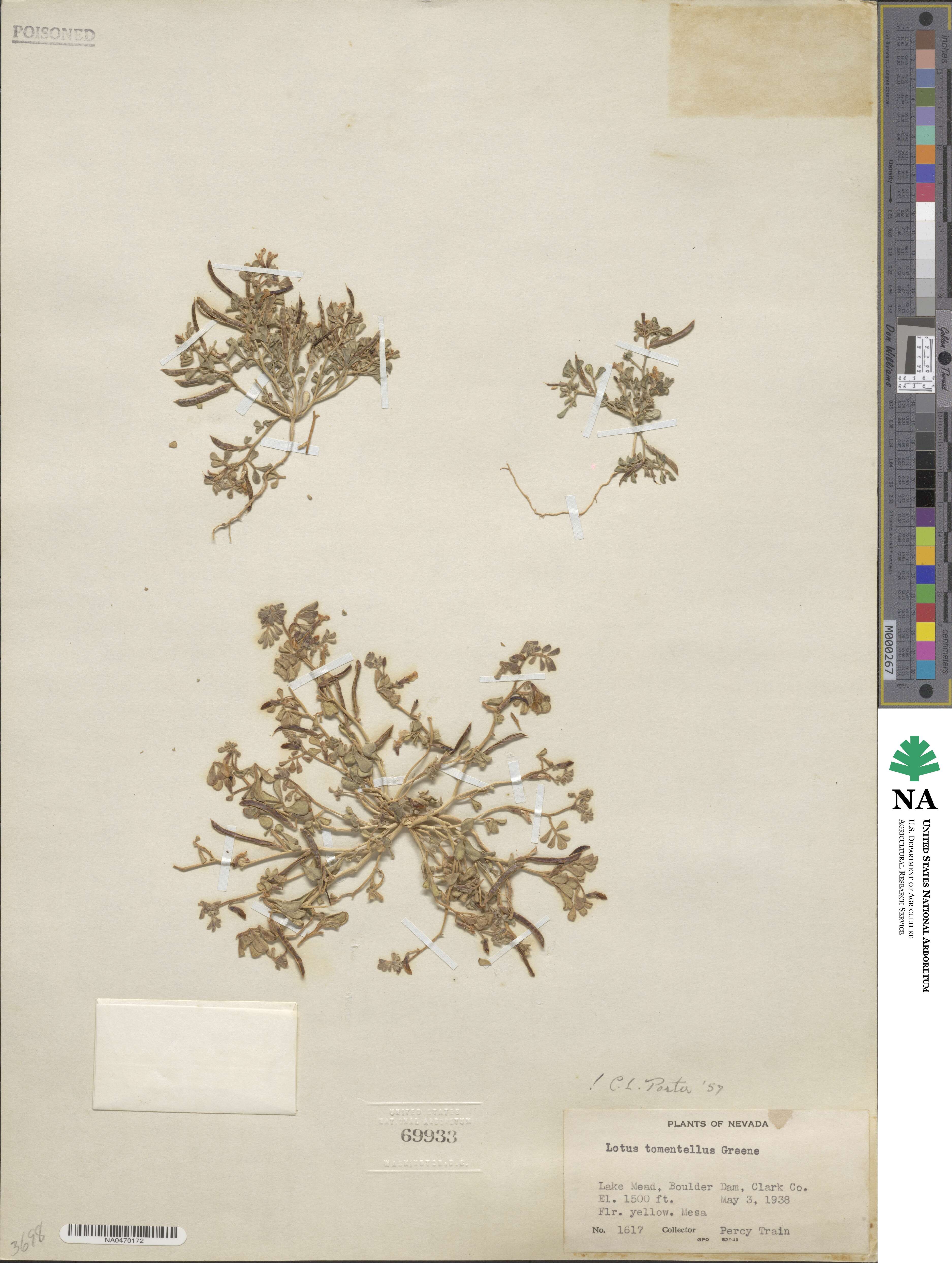 Acmispon intricatus image
