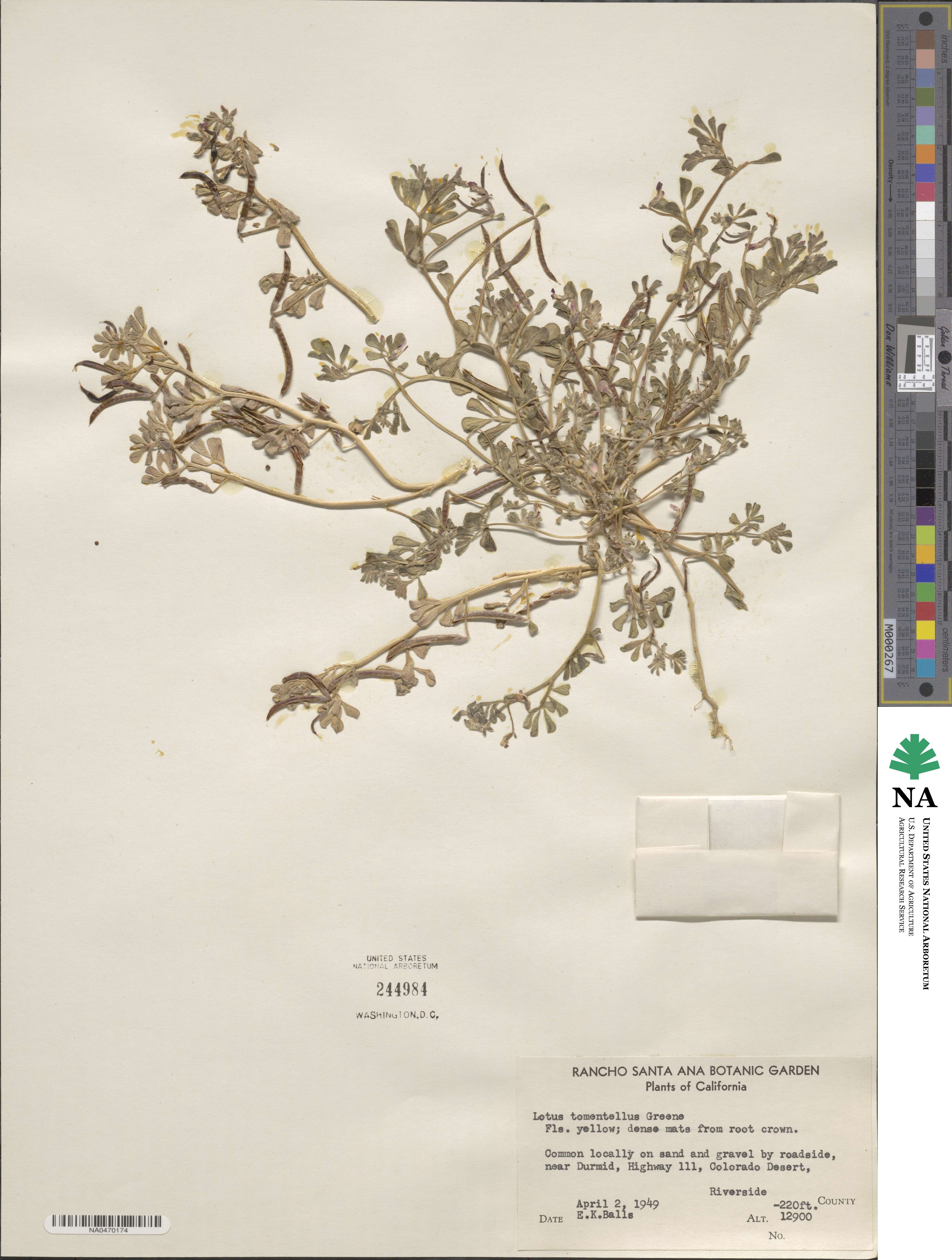 Acmispon intricatus image