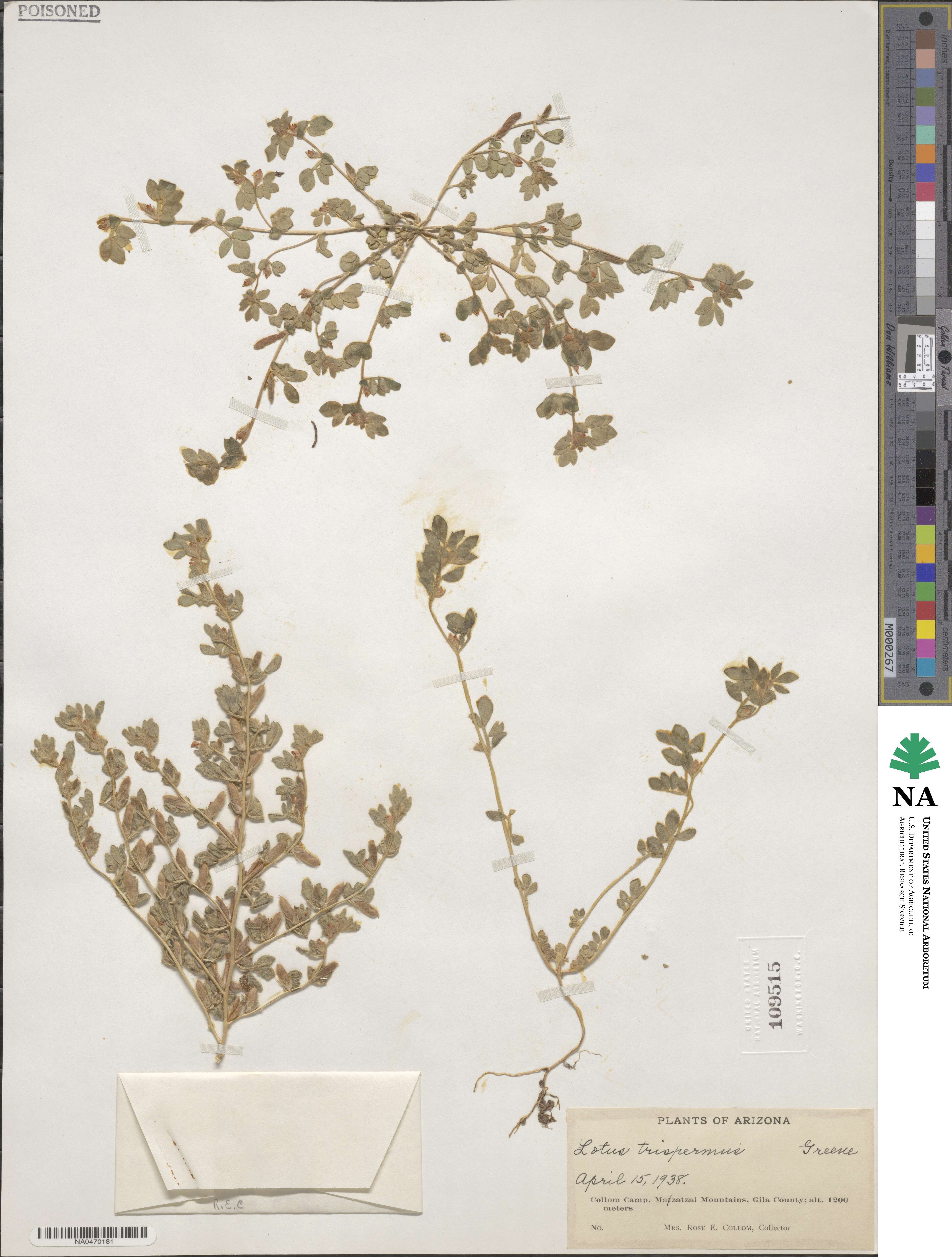 Acmispon brachycarpus image