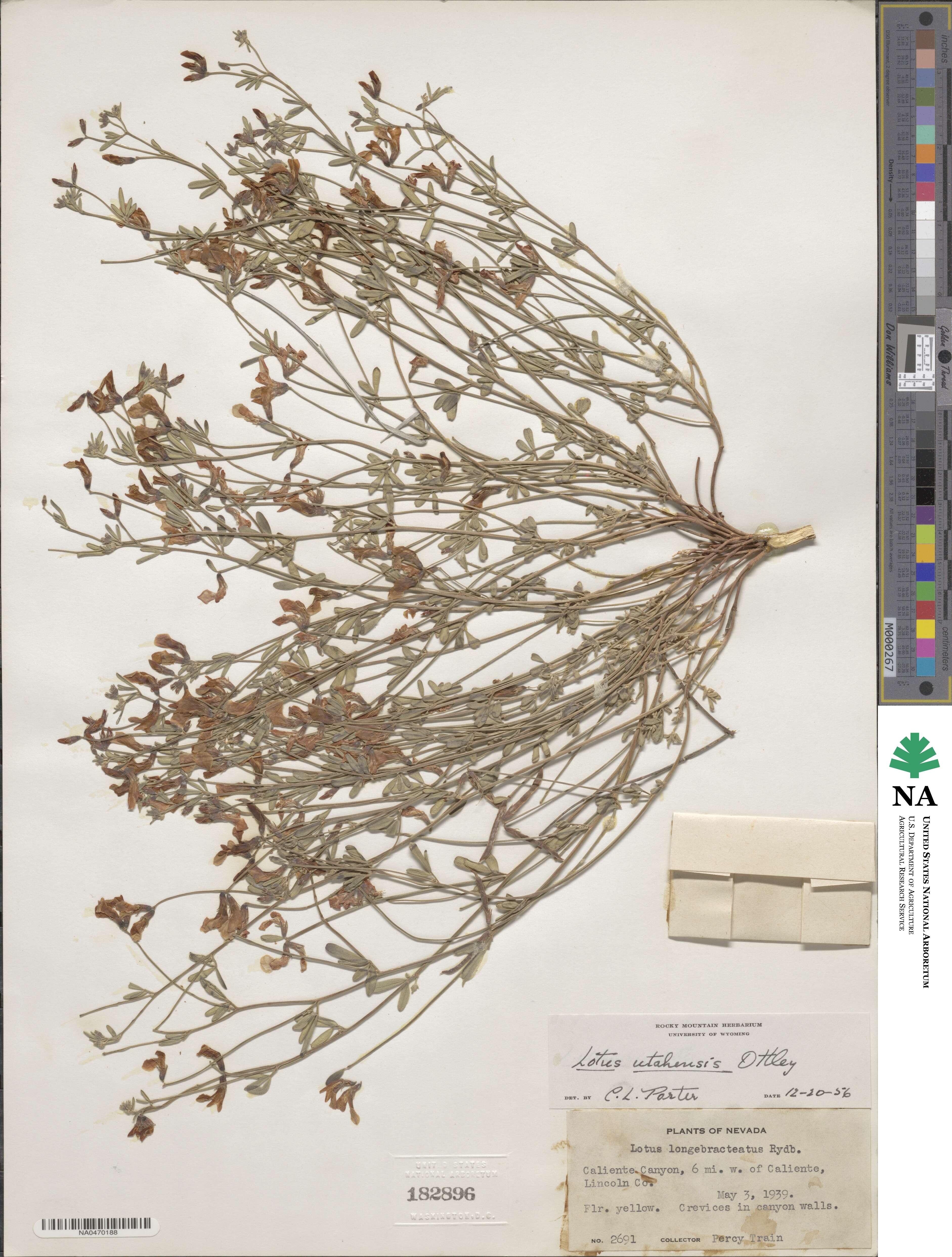 Acmispon utahensis image