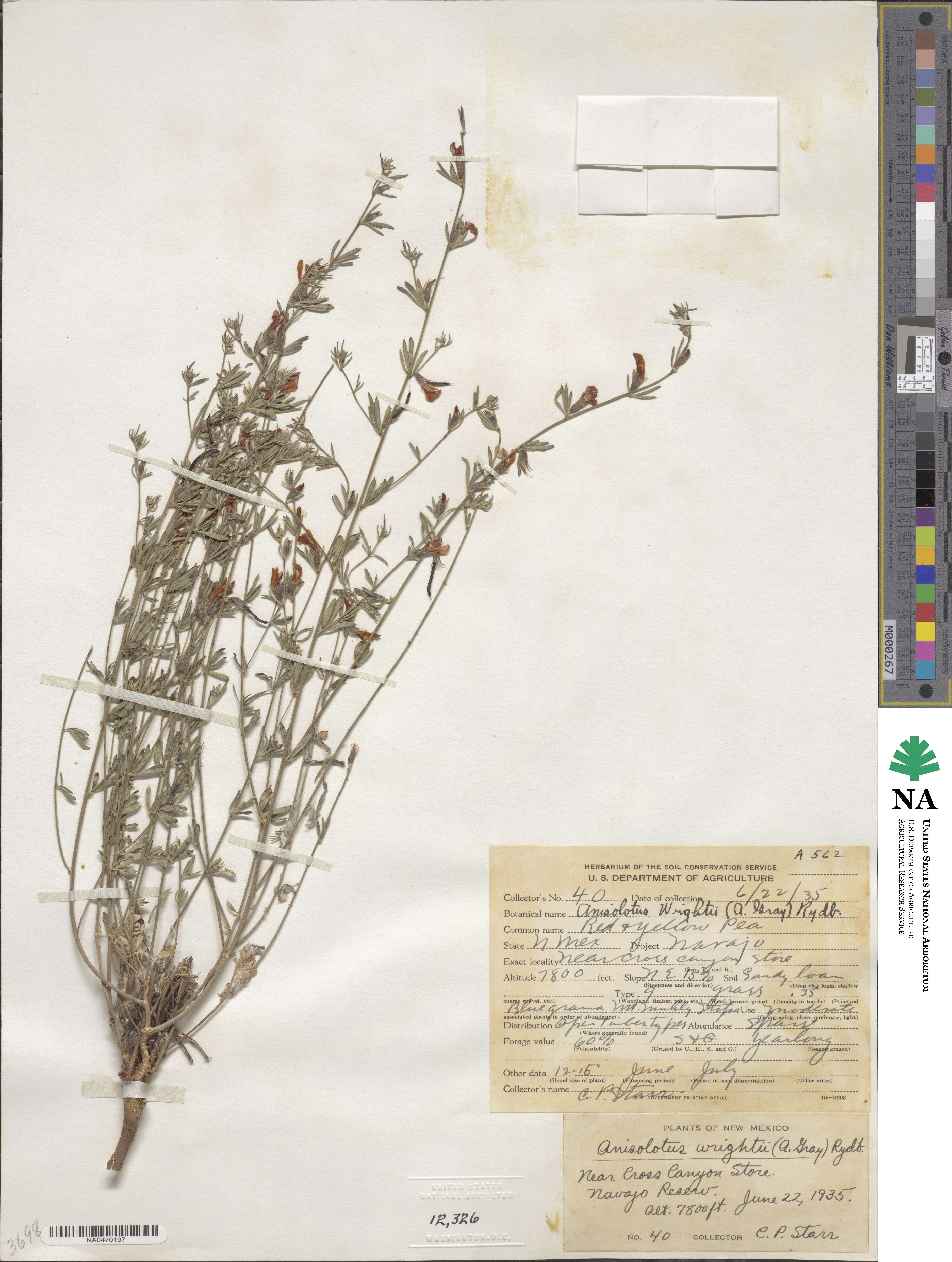 Acmispon wrightii image