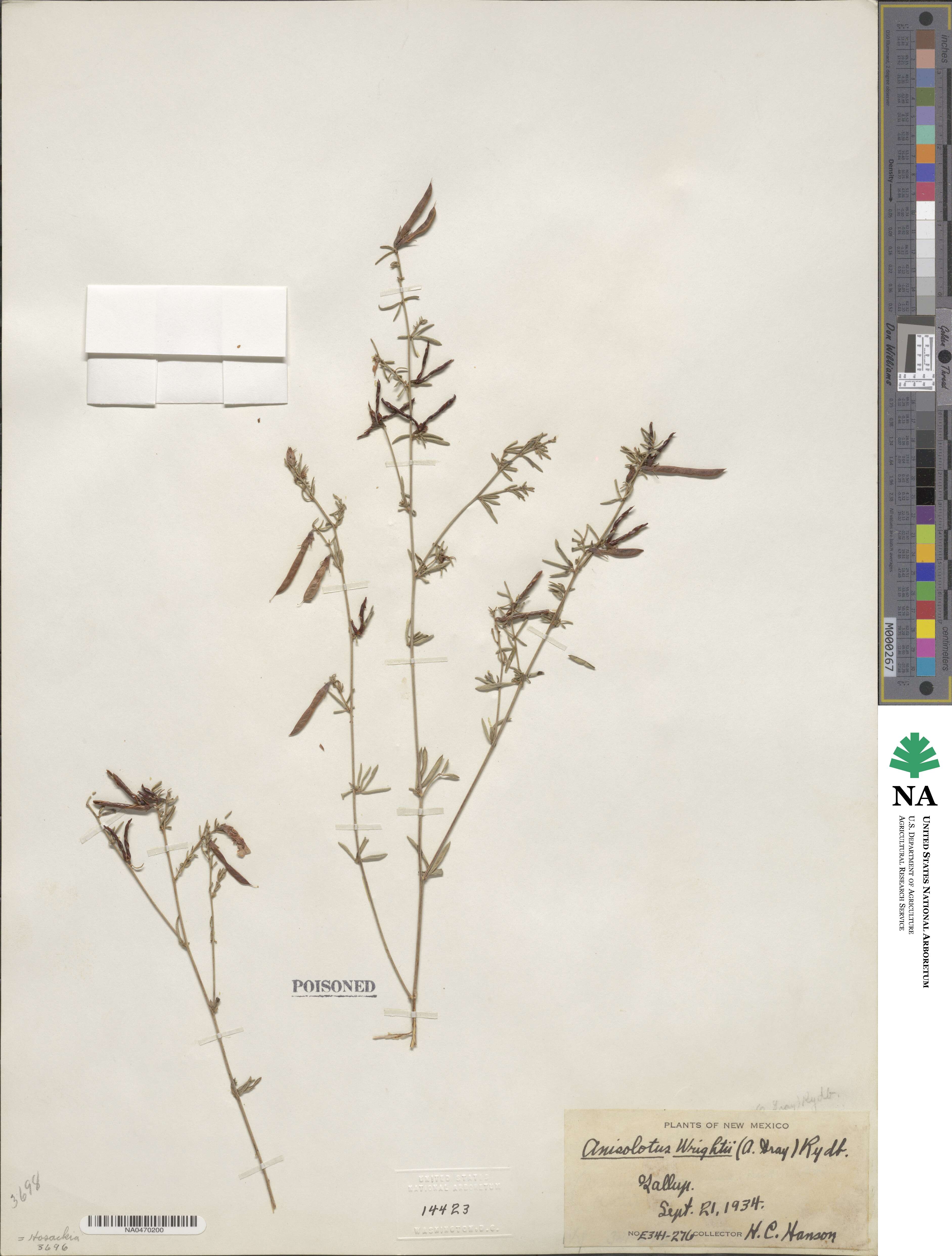 Acmispon wrightii image
