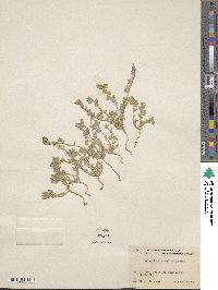 Acmispon brachycarpus image