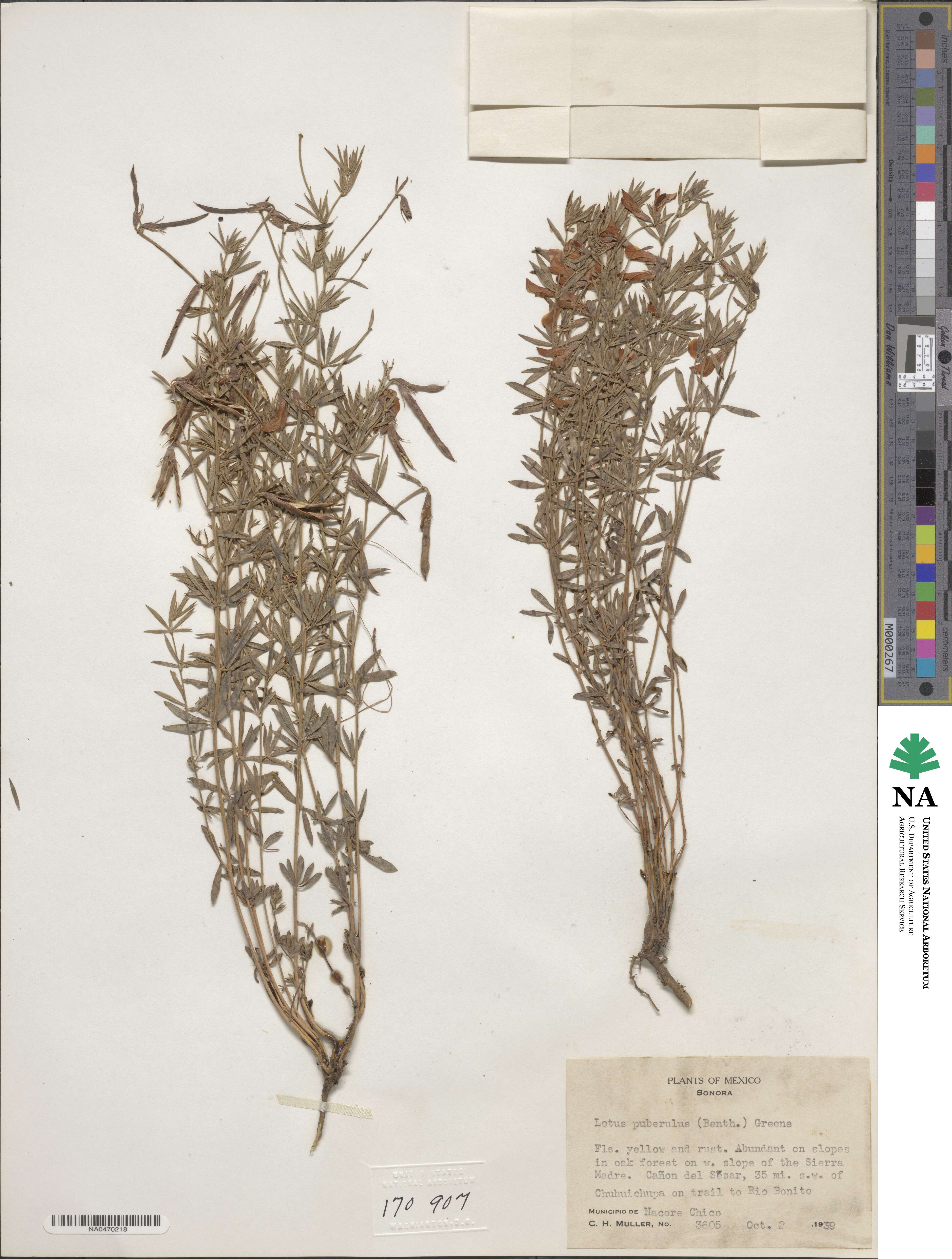 Acmispon oroboides image